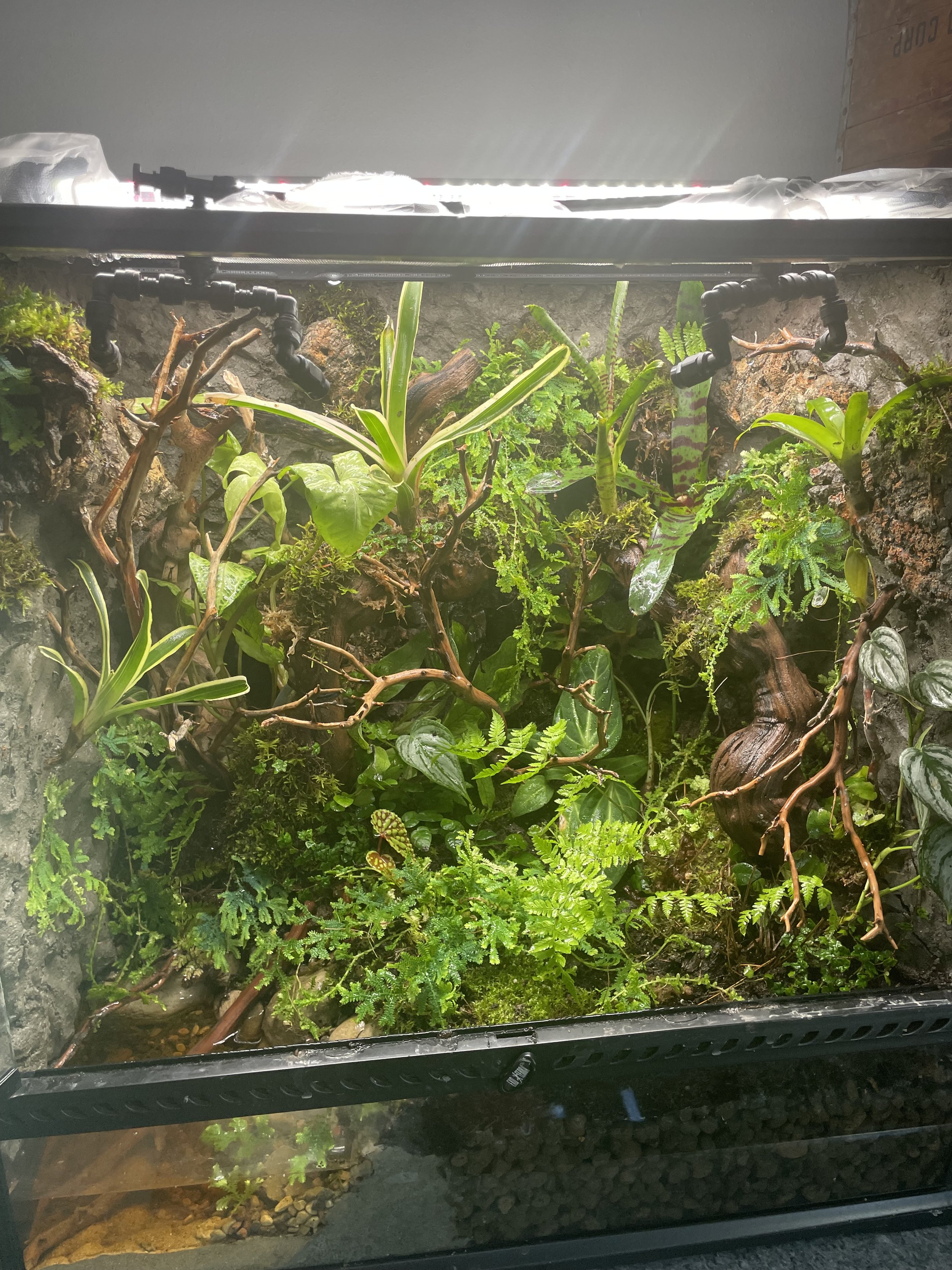 A terrarium with lush green plants and moss, enclosed by glass, with a light source at the top.