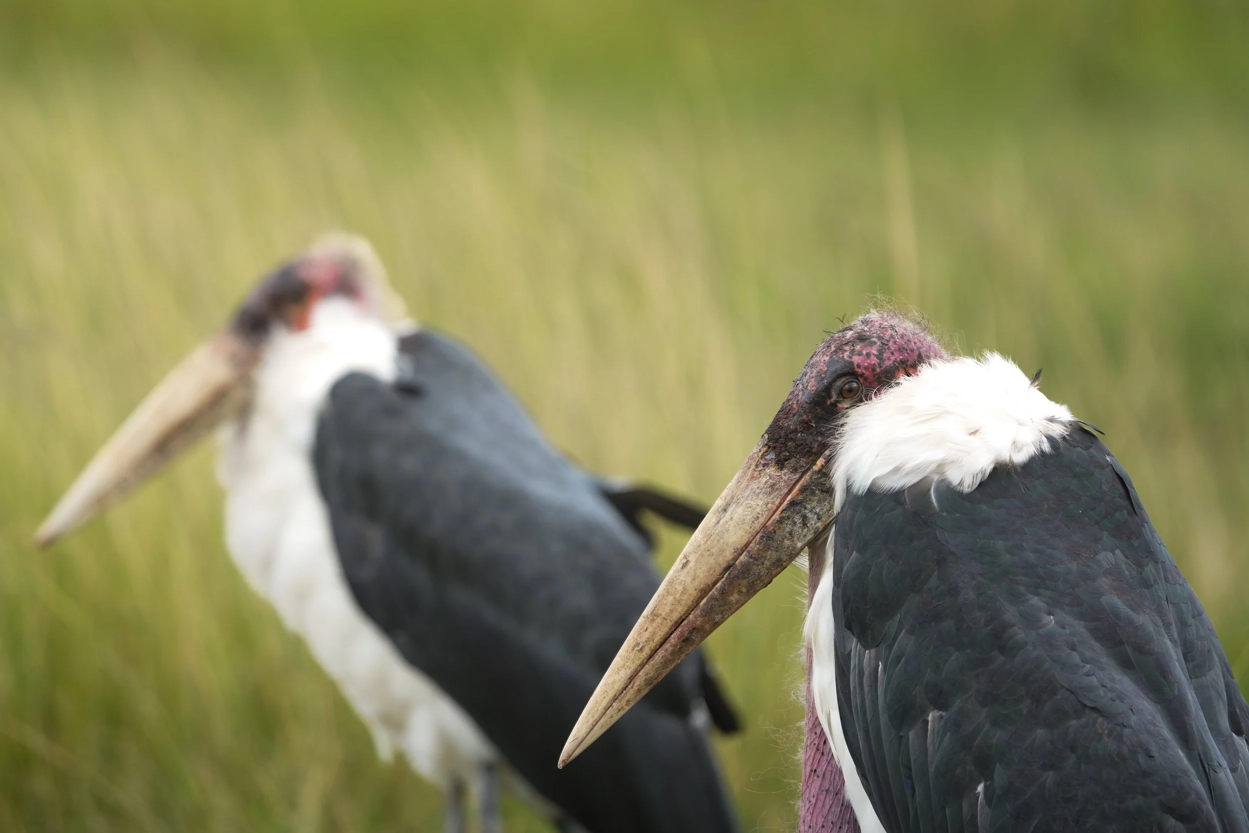 Two marabou storks are perched in a field.  They have gnarly looking heads and puffy feathers around their head like a feather boa.
