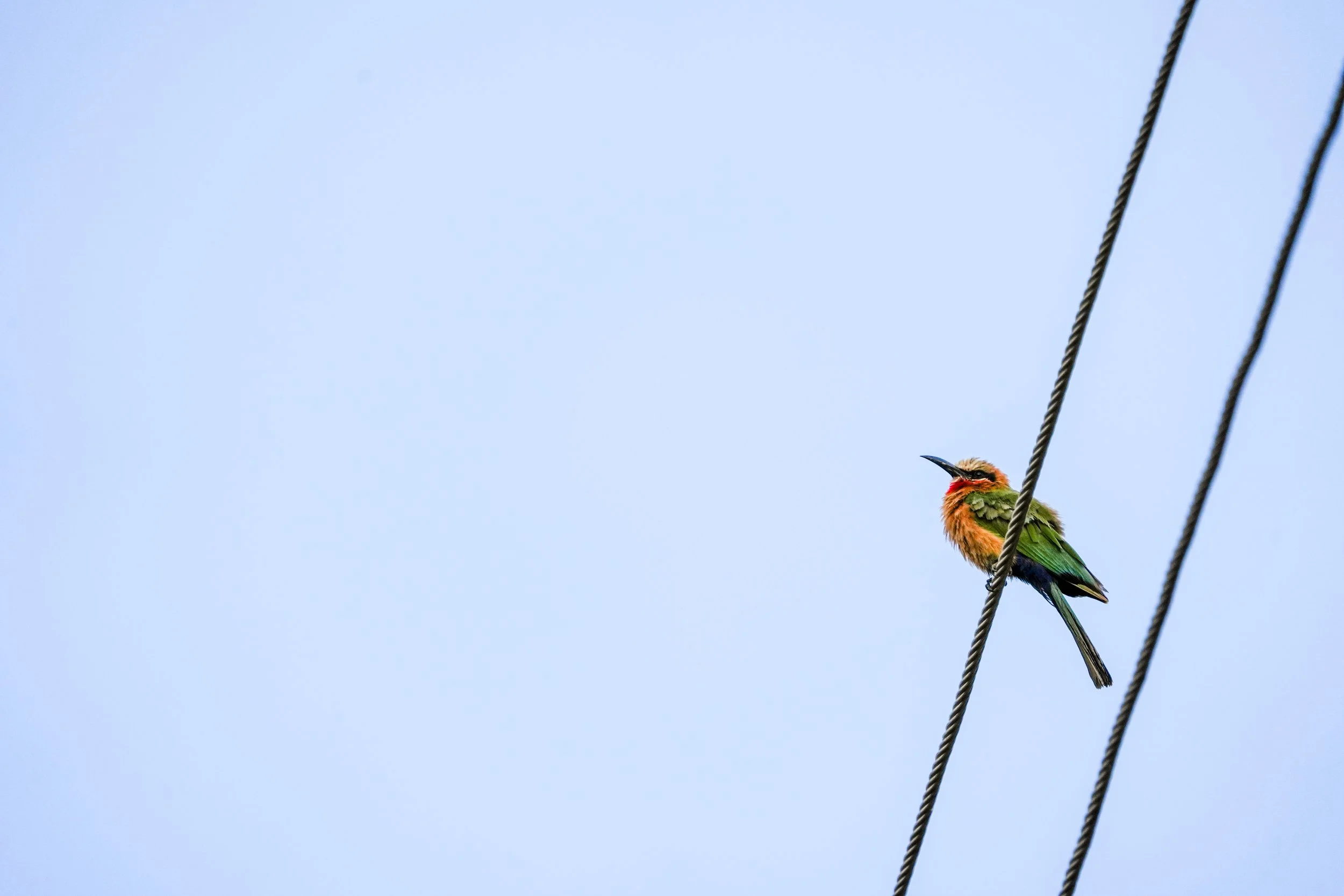 A beeeater perched on a wire against a clear blue sky.