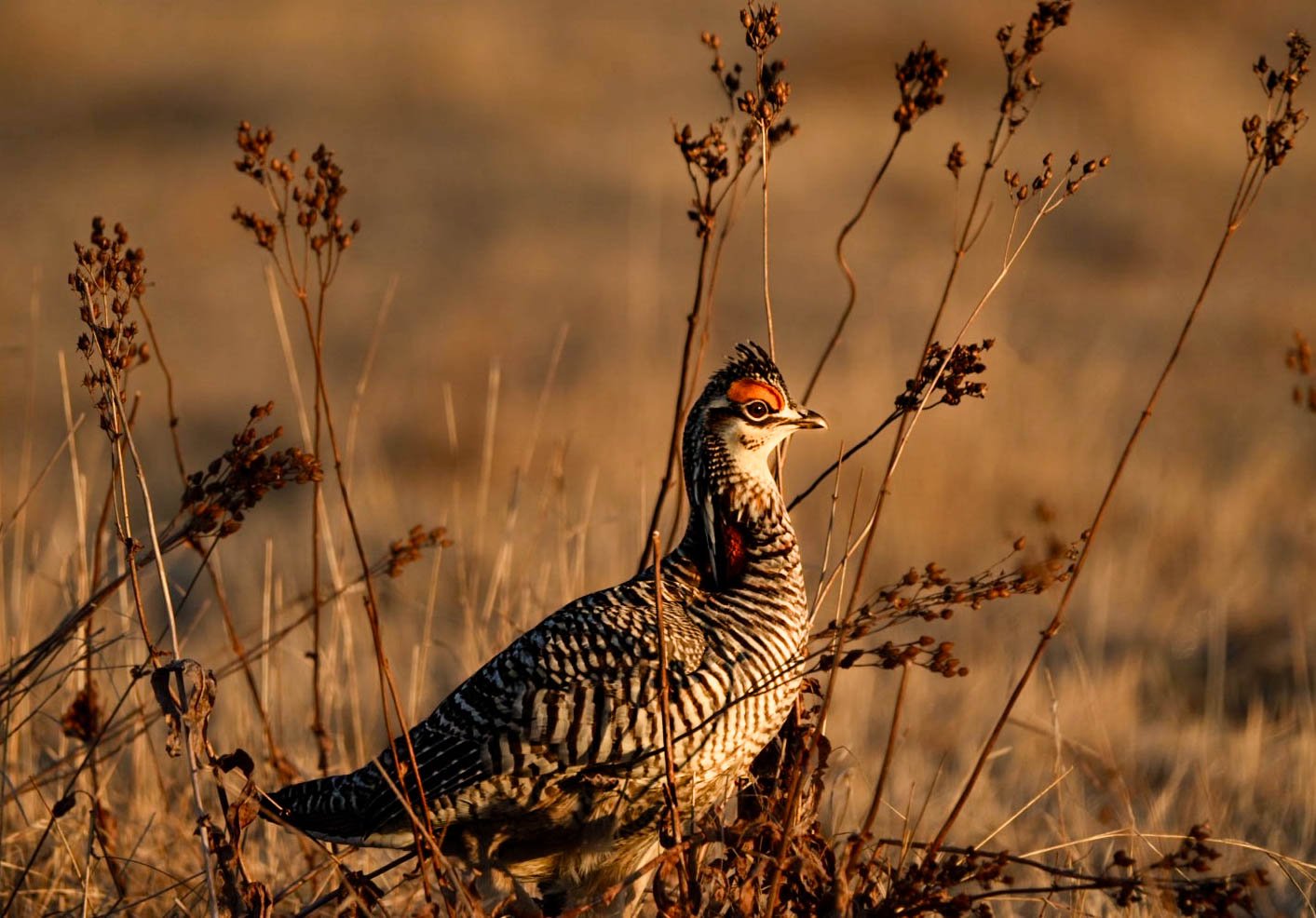 A greater prairie chicken standing among dry grasses and plants in a natural outdoor setting.