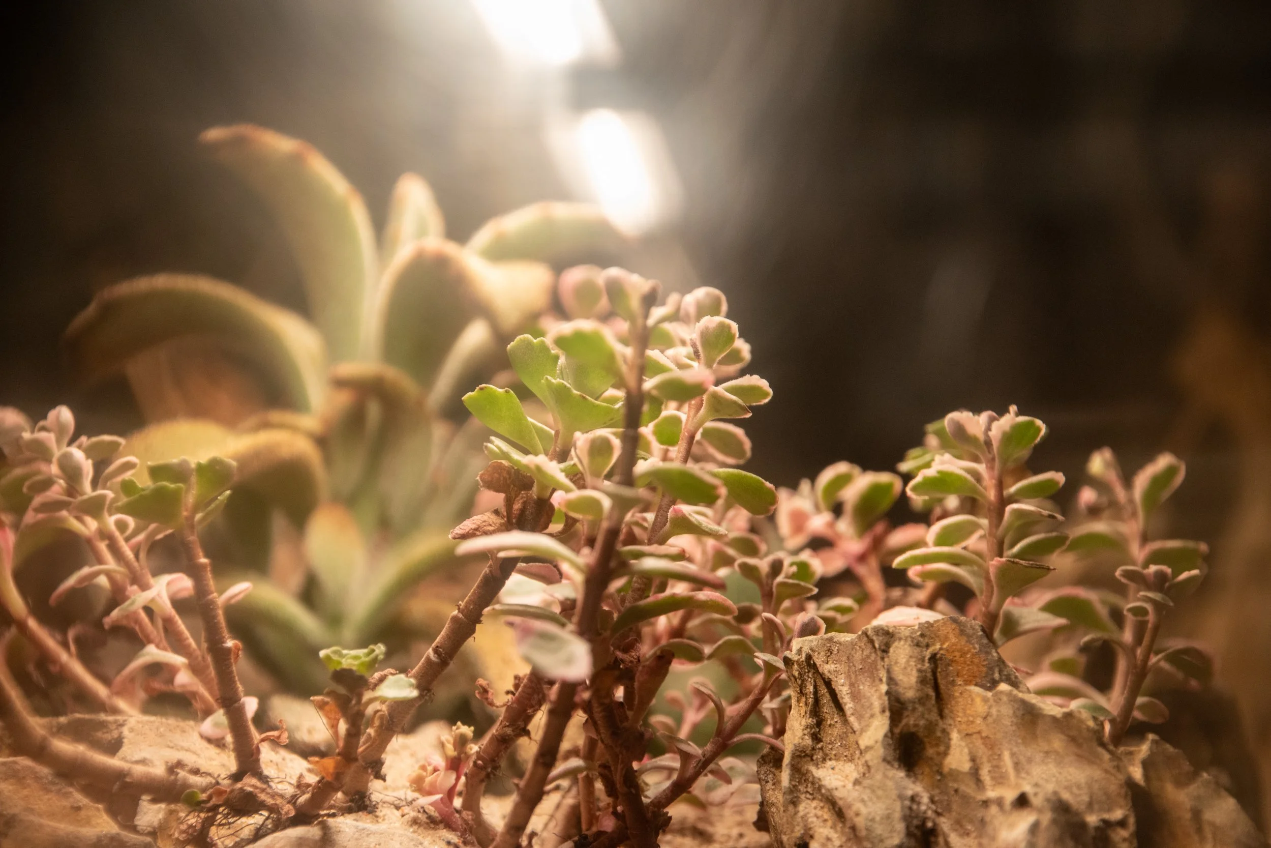 Close-up of small green and purple succulent plants growing in rocky soil.