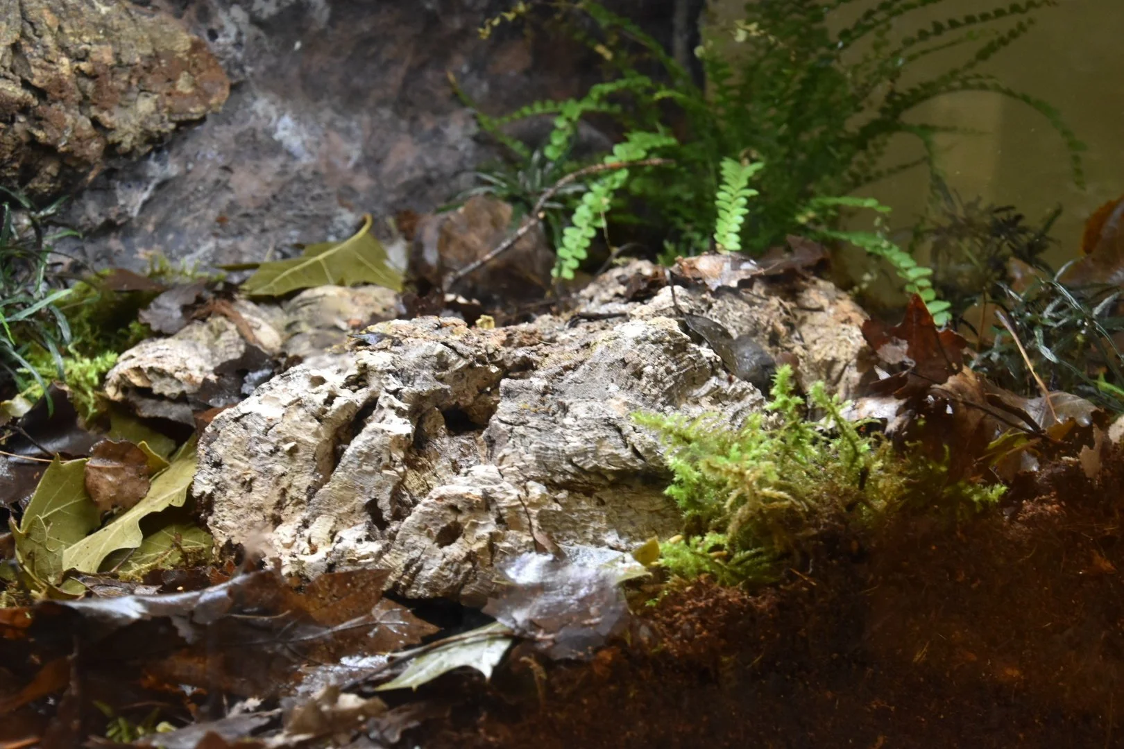 Close-up of the environment inside the terrarium.  There are live plants, mosses, logs, and leaves.