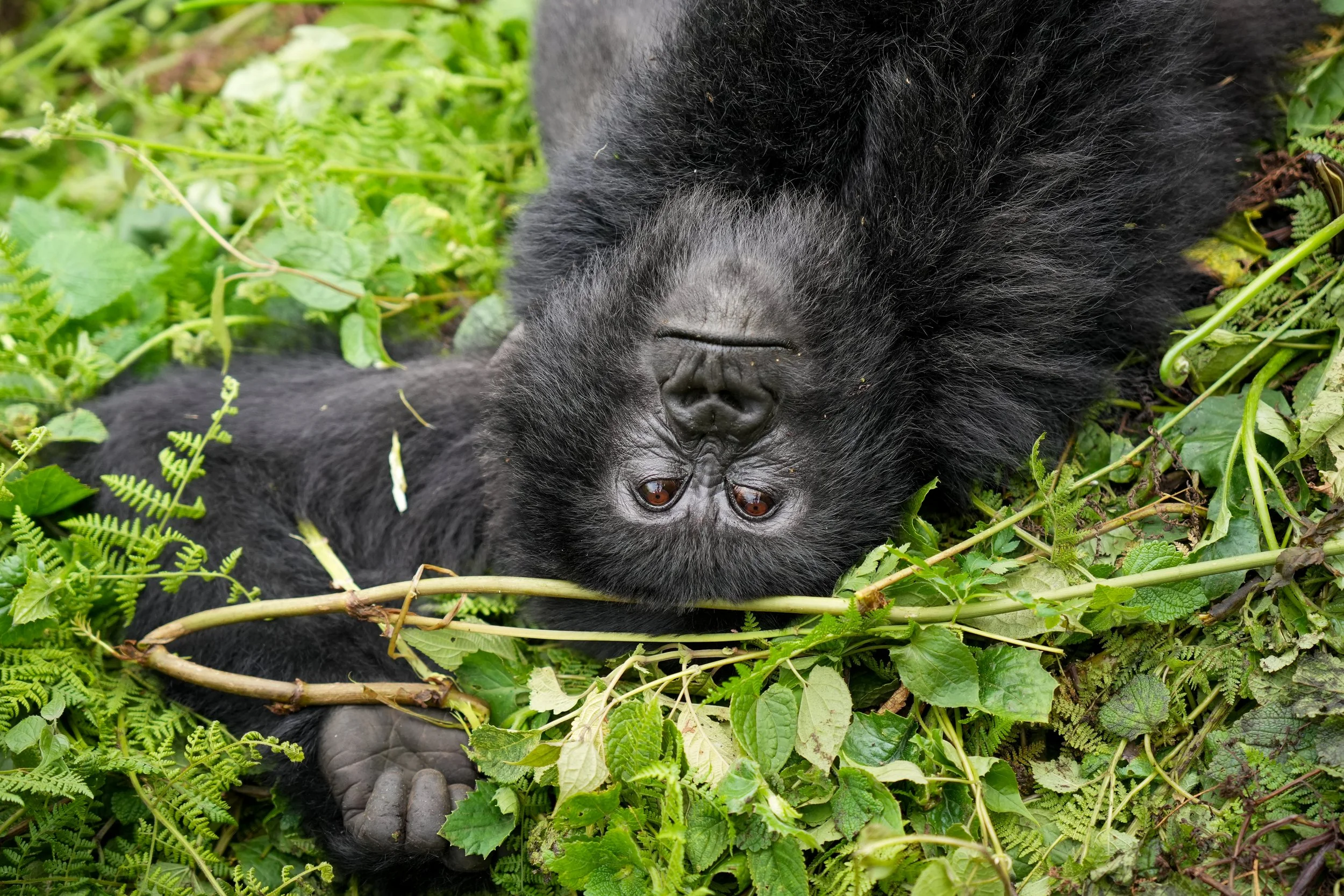 A young mountain gorilla lying on its back in lush green leaves smiles a carefree smile into the camera
