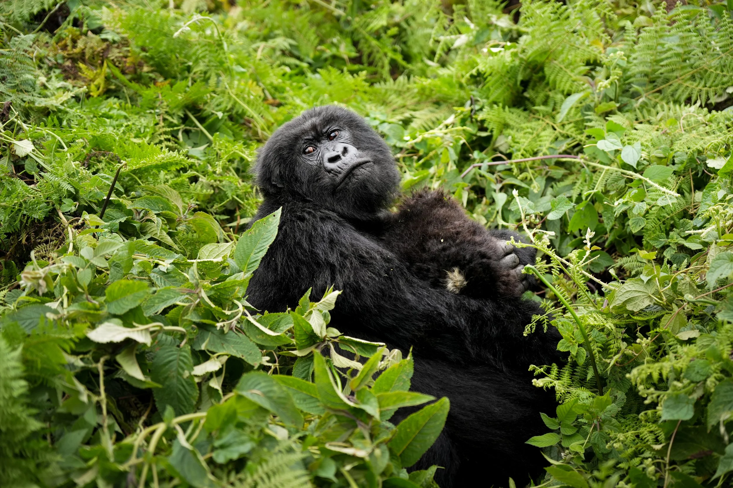 Mountain gorilla mother holds its baby securely while sitting in lush leaves.