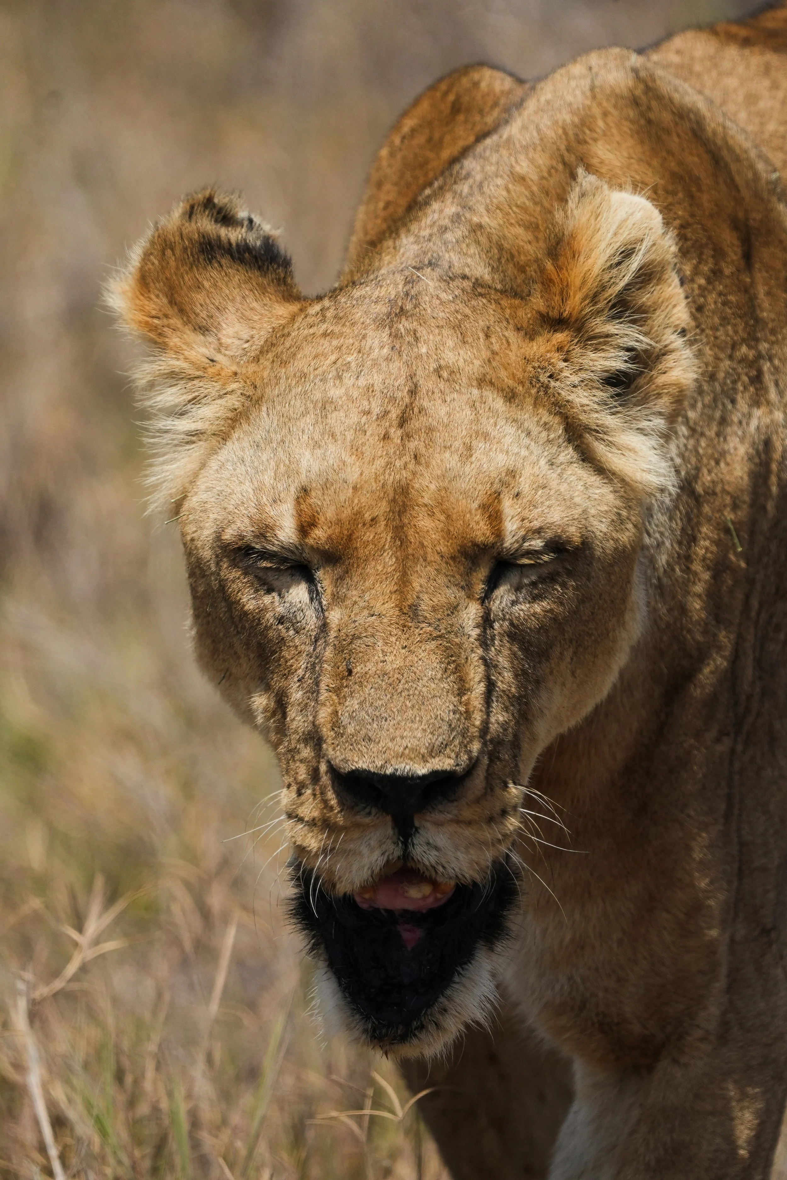 A close-up of a lioness with a golden coat, walking through tall grass with her eyes closed. Her jaw is injured and hanging lower than it should.