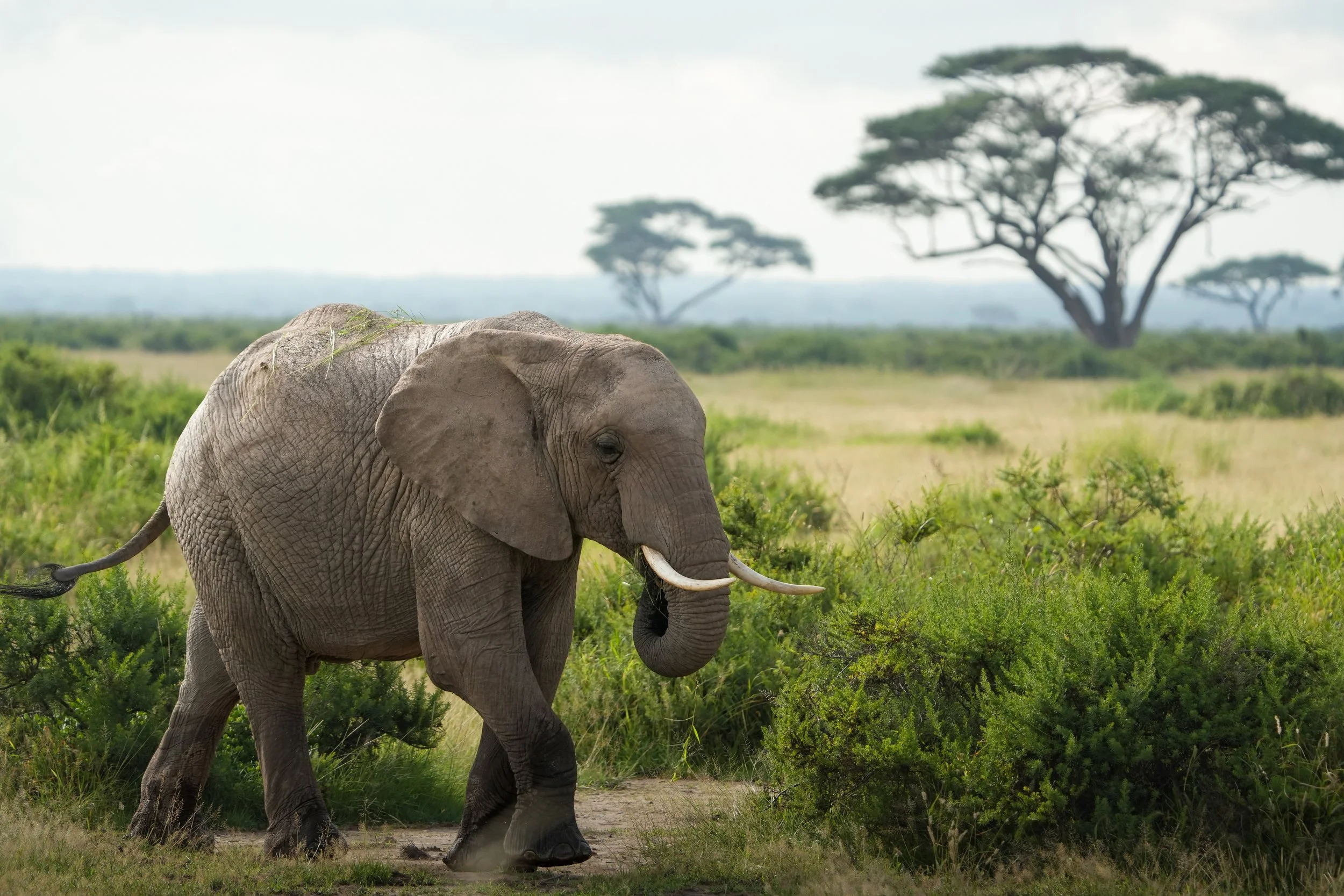 An elephant walking through a grassy landscape with scattered trees in the background.
