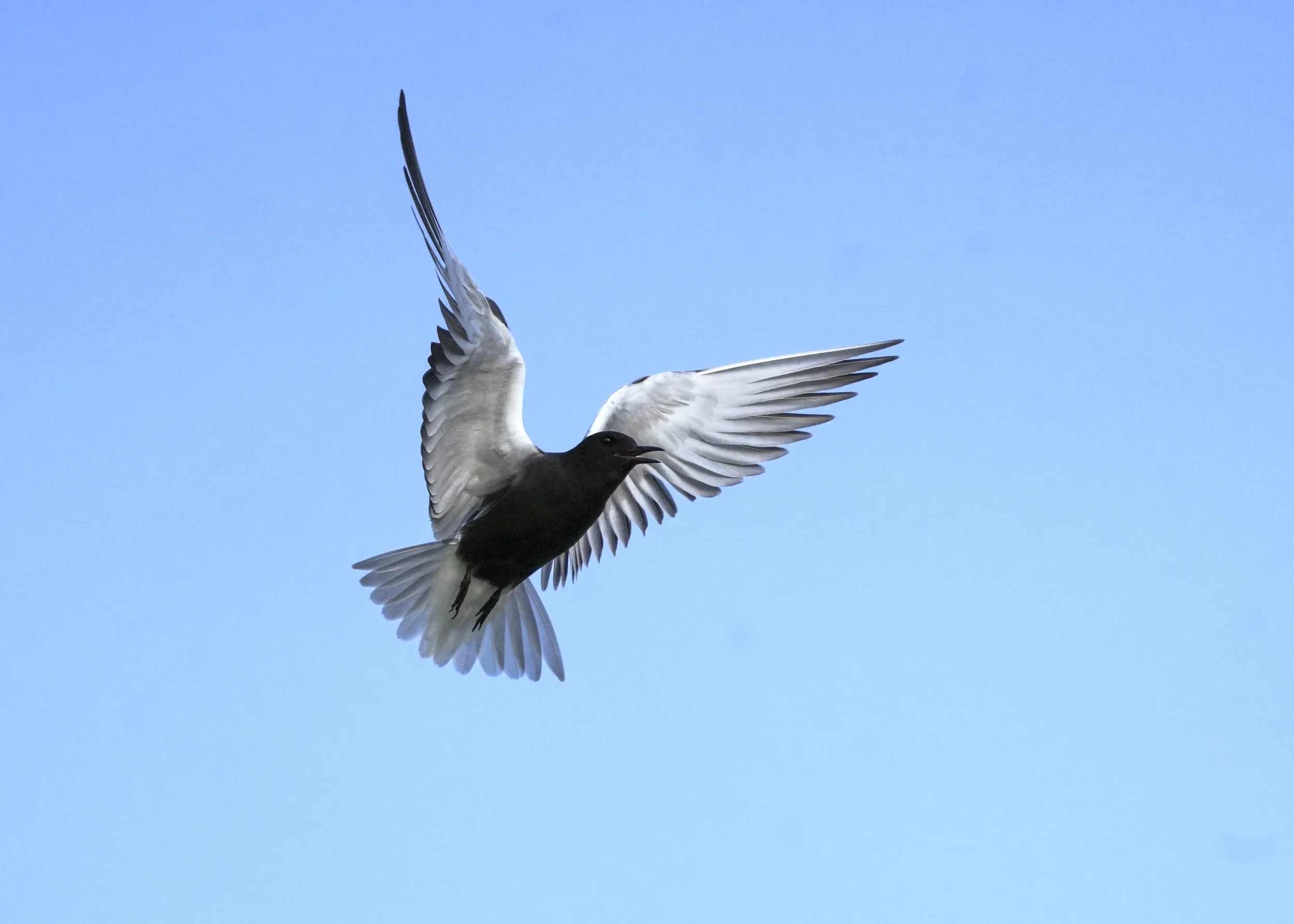 A black tern with black head and white body flying against a clear blue sky, with wings spread wide.