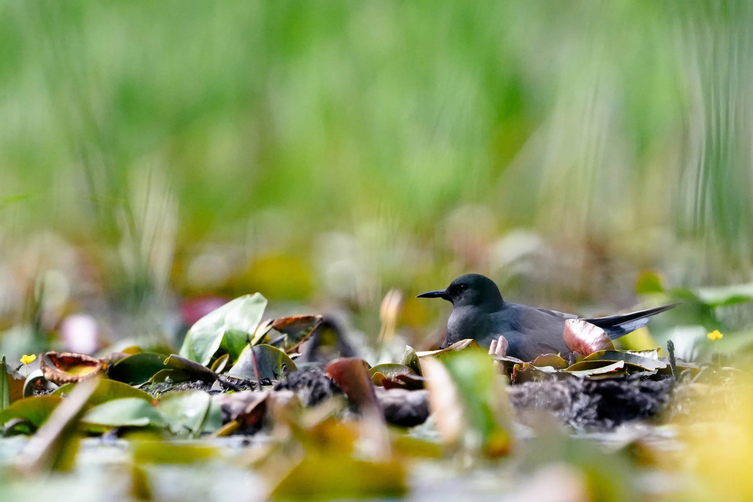 A black tern perched on its nest which is made up of floating plants and lily pads in a wetland.