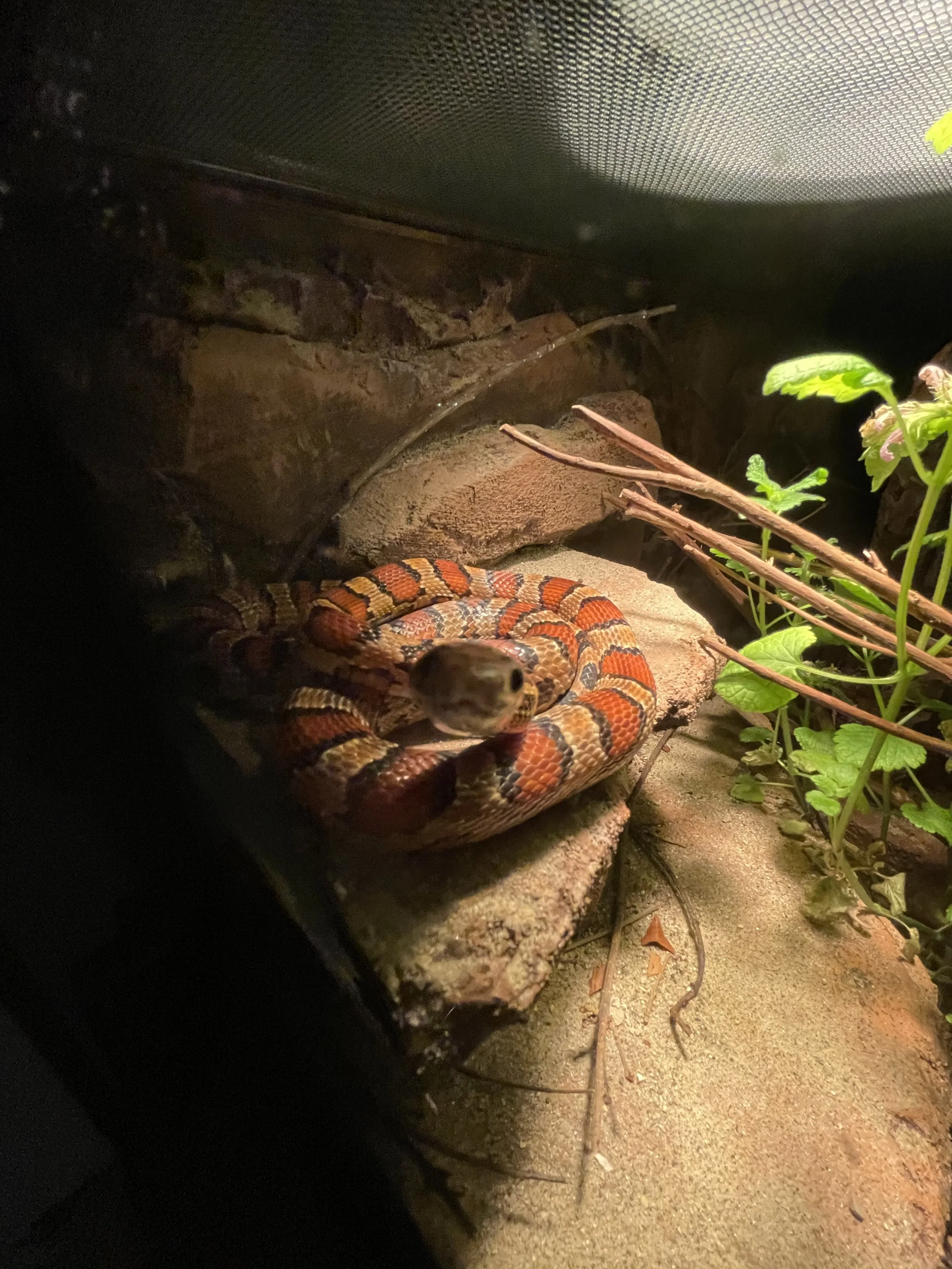 Close-up of a corn snake with orange and black patterns, curled on a rocky perch inside the terrarium under a heat lamp.