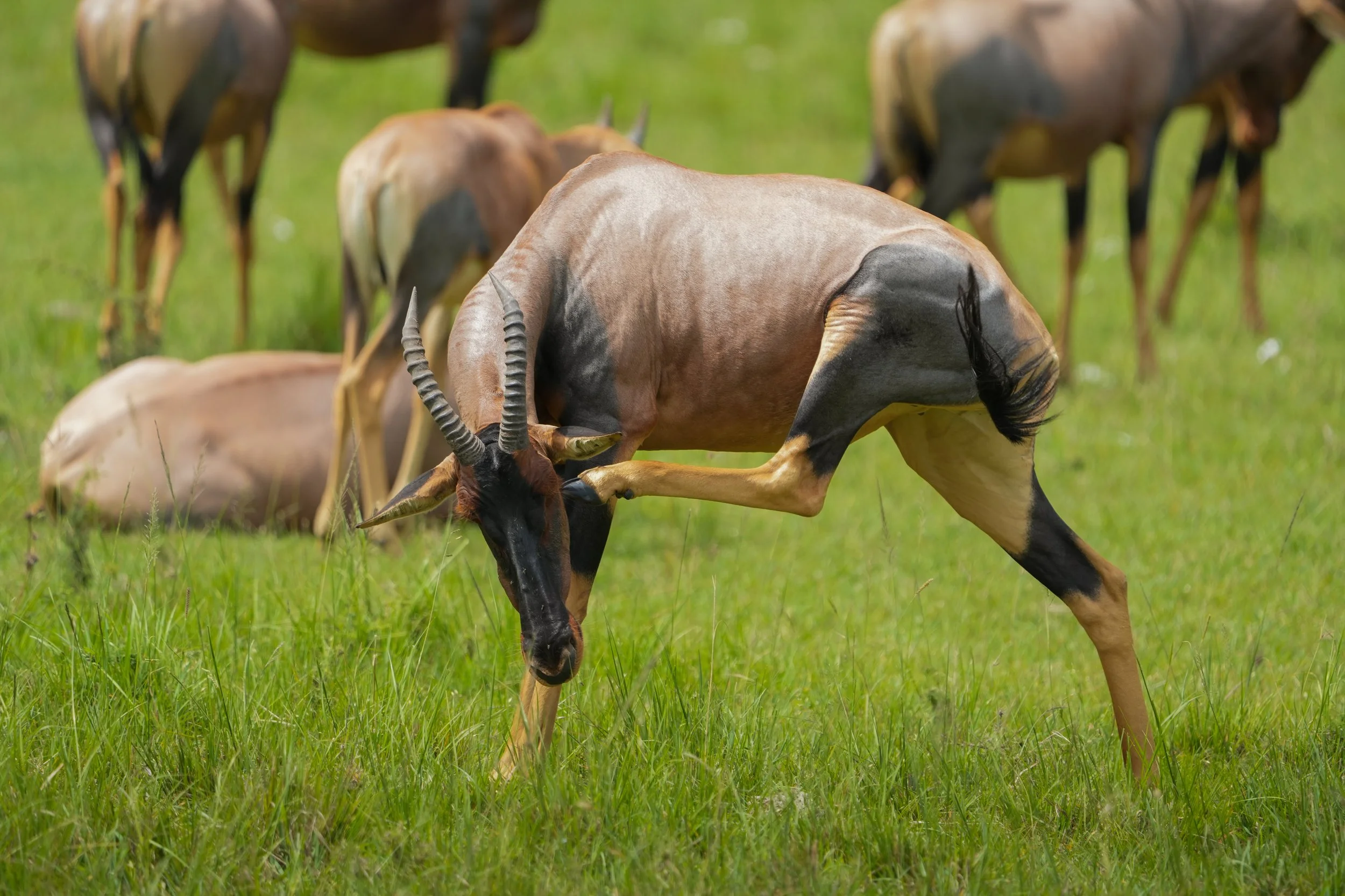 A herd of animals in a grassy field.  One in front scratches its ear with its hoof.
