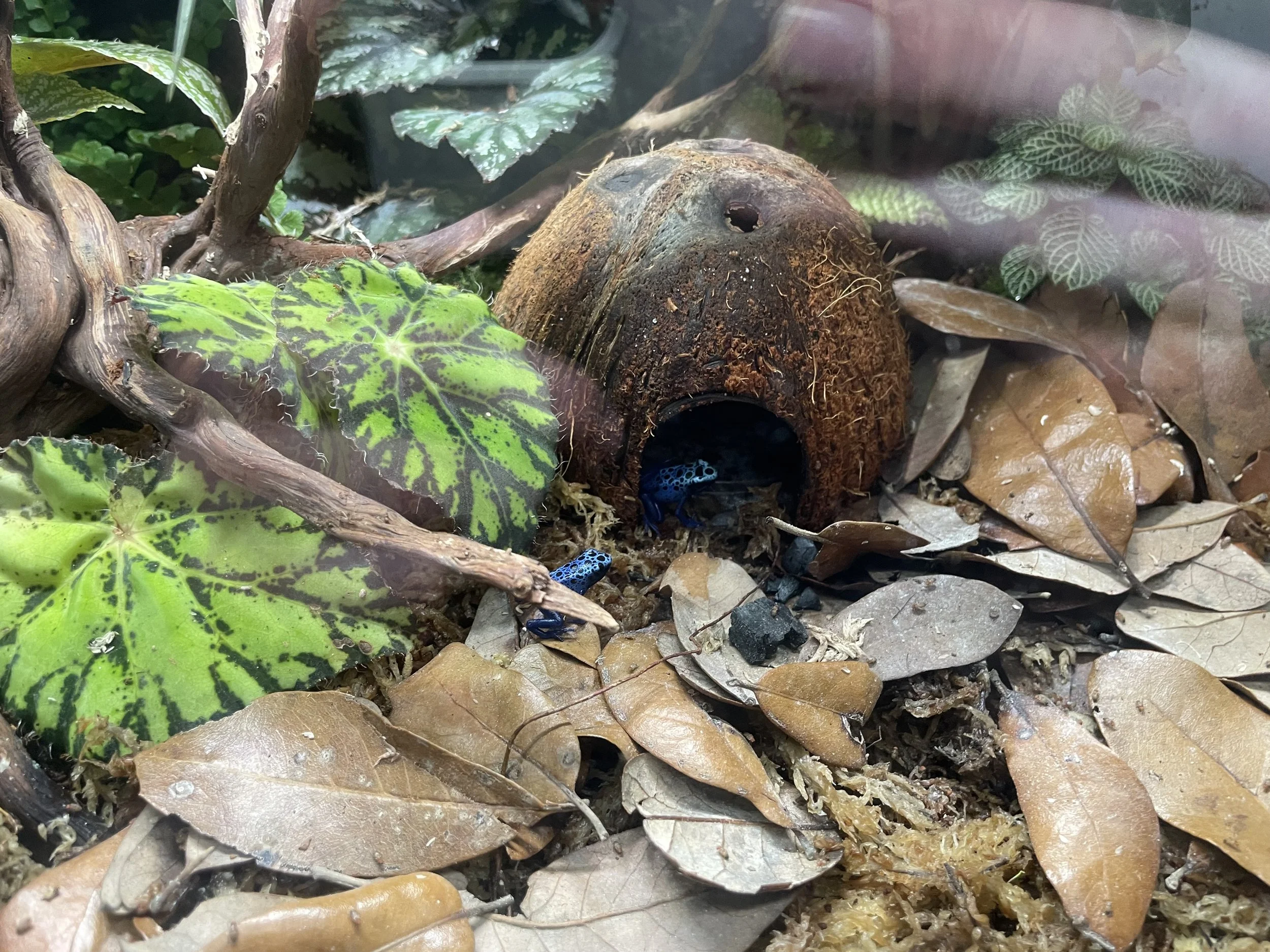 A blue poison dart frog nestled among fallen leaves inside a terrarium.