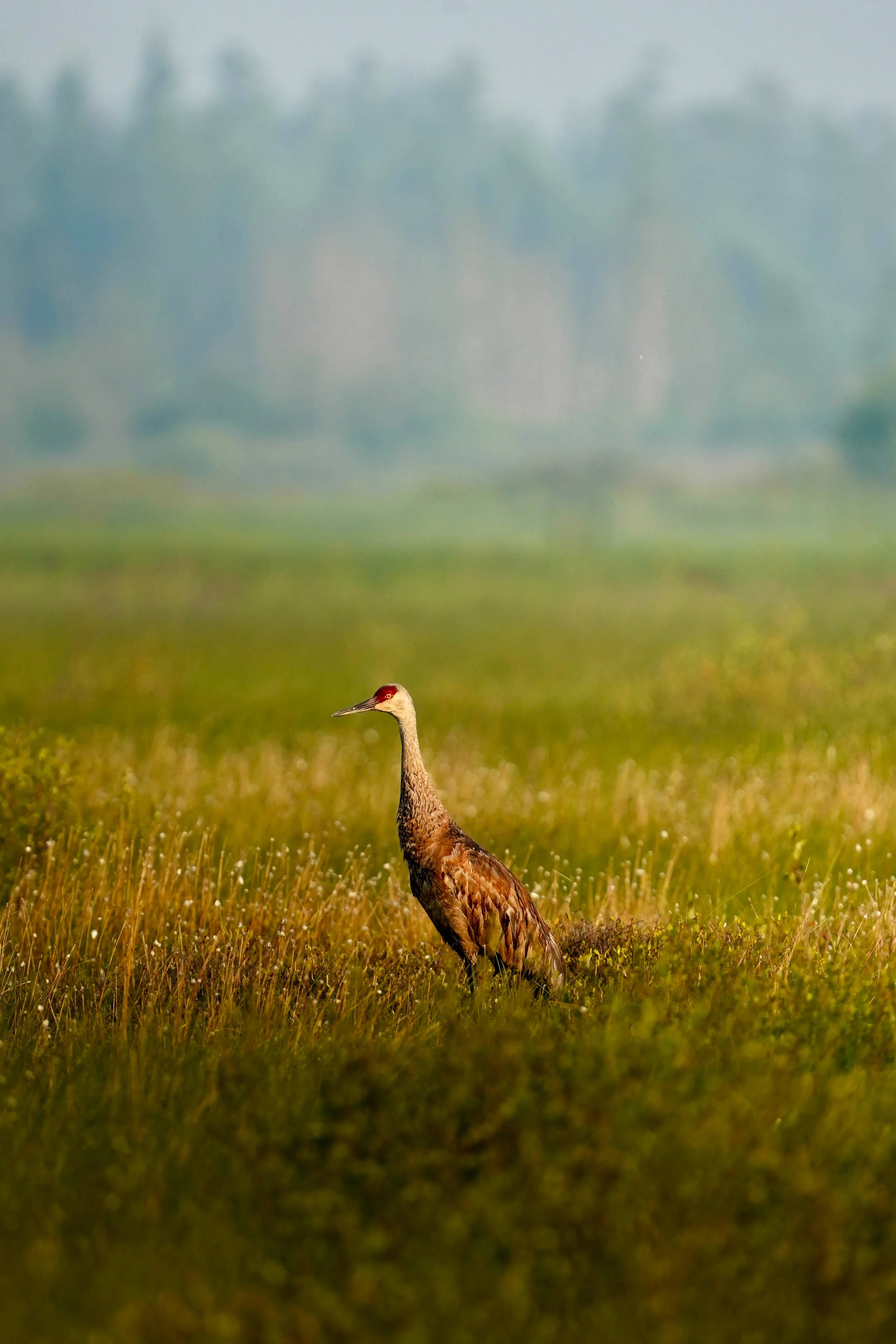 A sandhill crane is walking through a wetland with dreamy lighting.