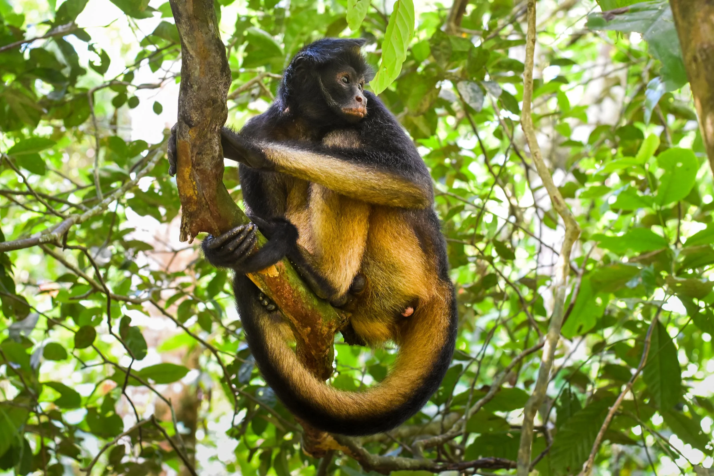 A yellow-bellied spide monkey sitting on a tree branch surrounded by green leaves in a jungle.