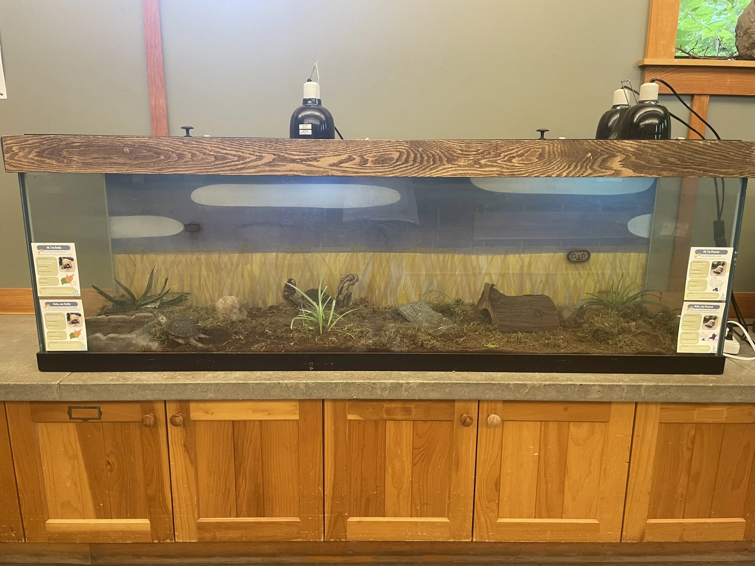 The before image of a reconstruction of a terrarium for two box turtles.  The tank is dimly lit and not well constructed.
