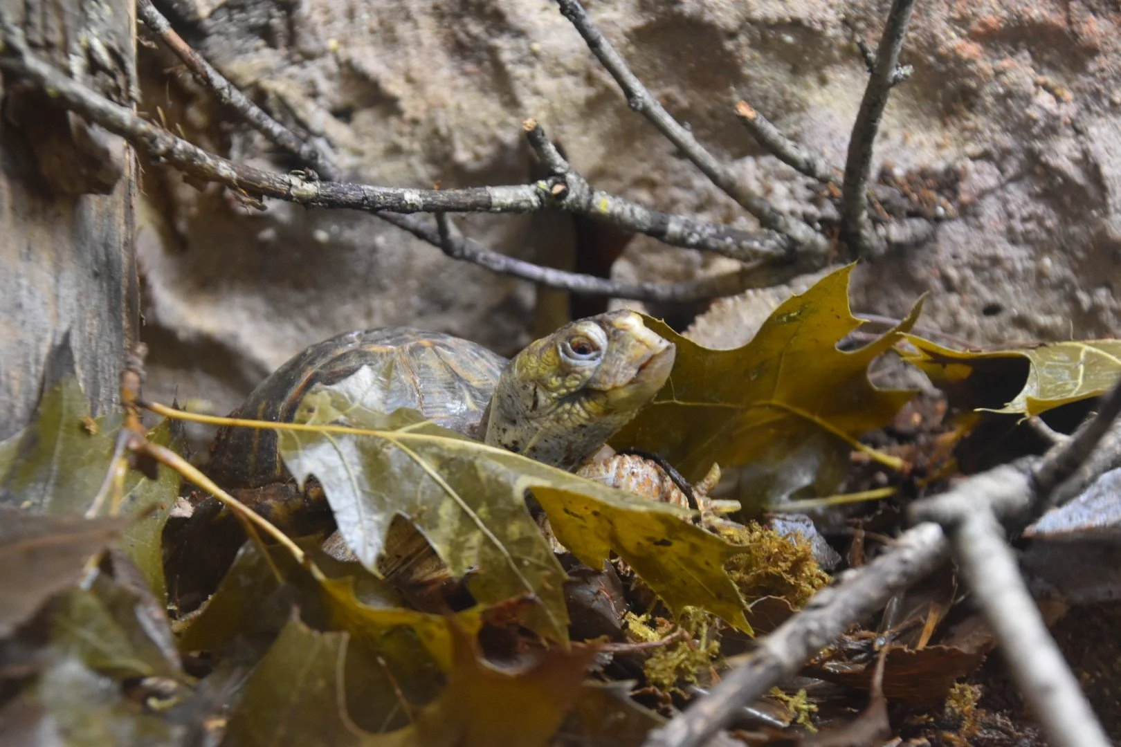 A box turtle partially hidden among leaves, twigs, and dirt in the updated terrarium.