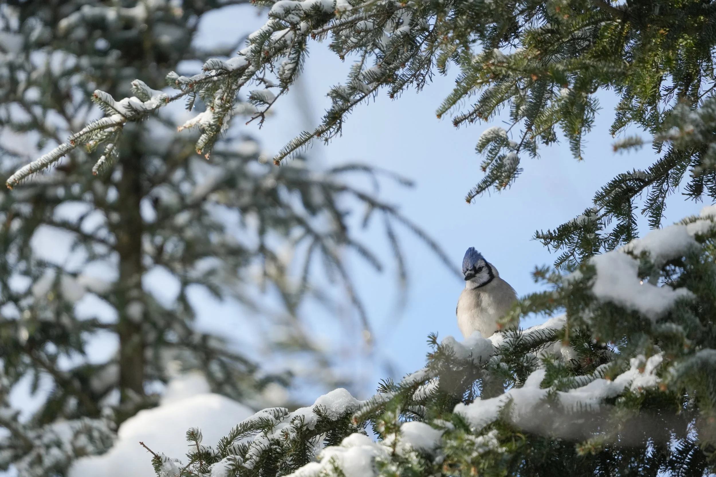A snow-covered pine tree branch with a blue jay perched on it against a clear blue sky.