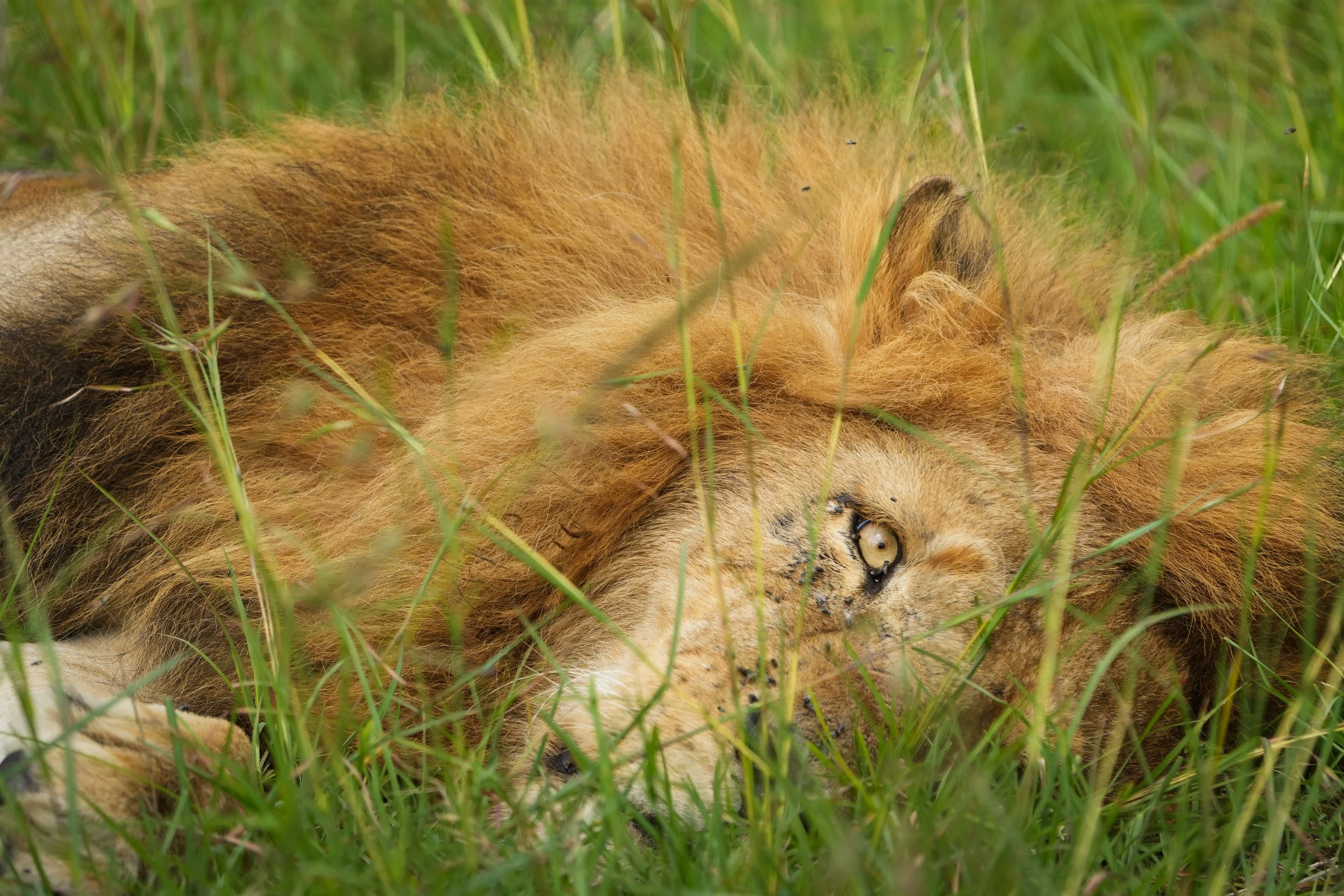A lion resting in tall grass with her eyes open, partially hidden among green vegetation.