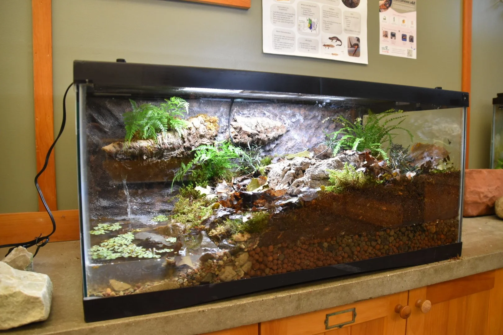 Glass terrarium with plants, rocks, and water features, set on a wooden cabinet.