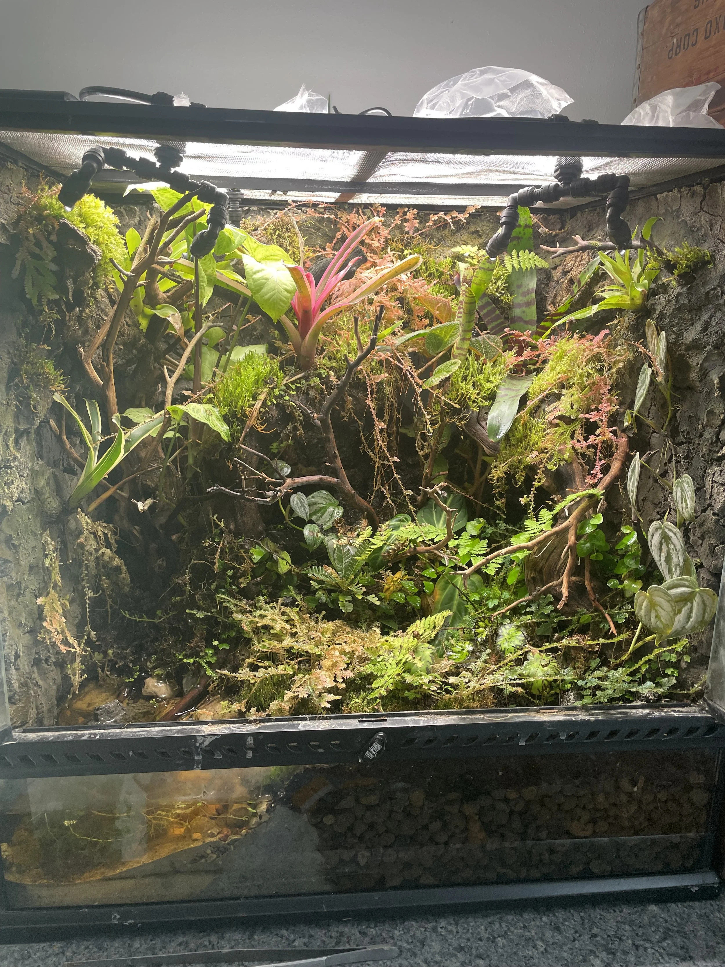 A terrarium with various green plants and moss, enclosed in a glass and black frame.