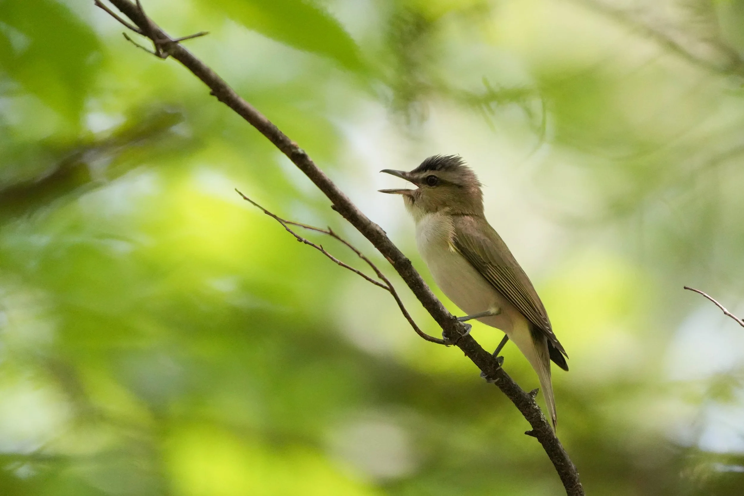 A red eyed vireo perched on a thin tree branch among green leaves, singing with its beak open.