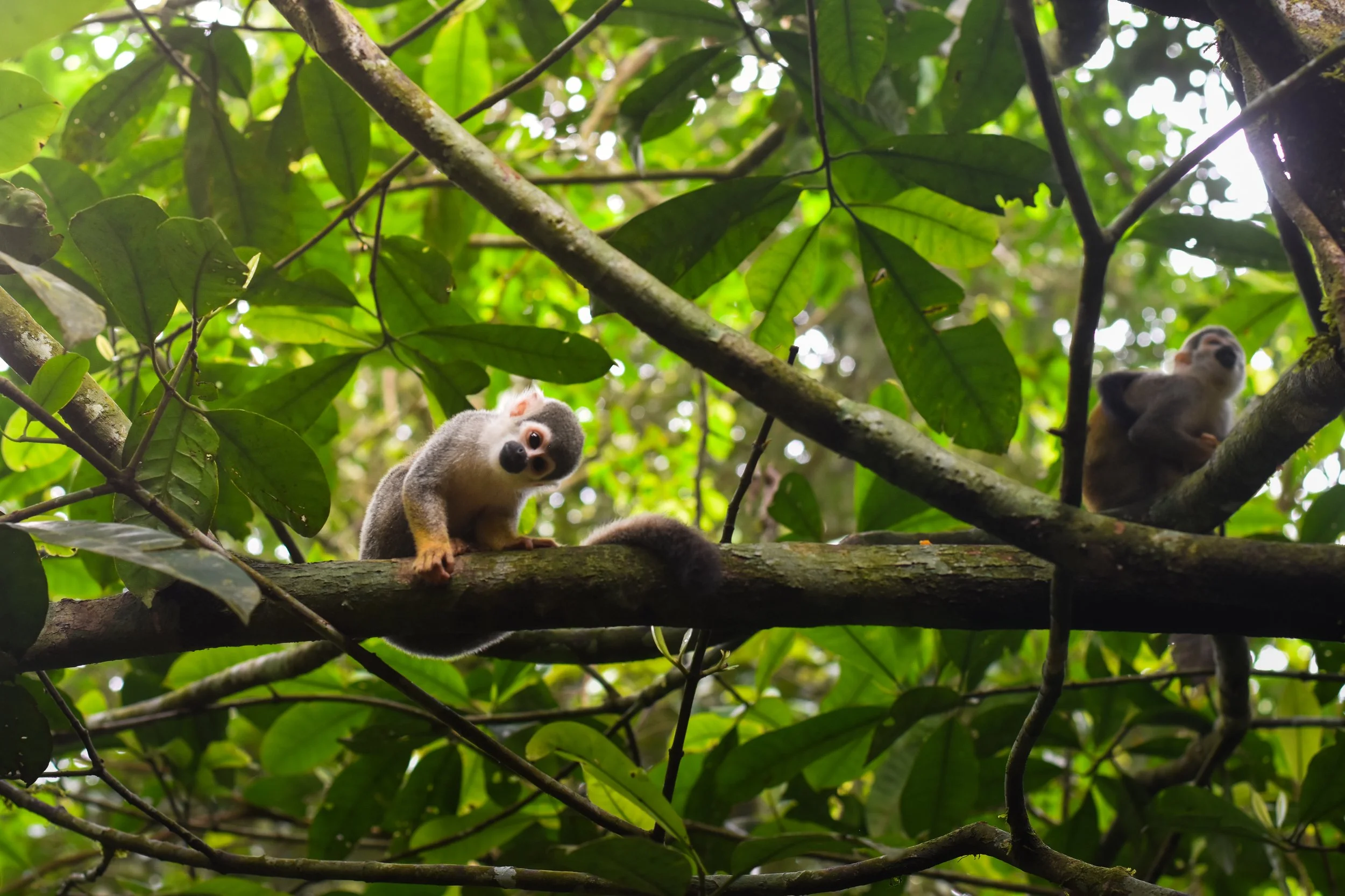 Two squirrel monkeys with gray and white fur climbing on tree branches in a lush, green forest canopy.