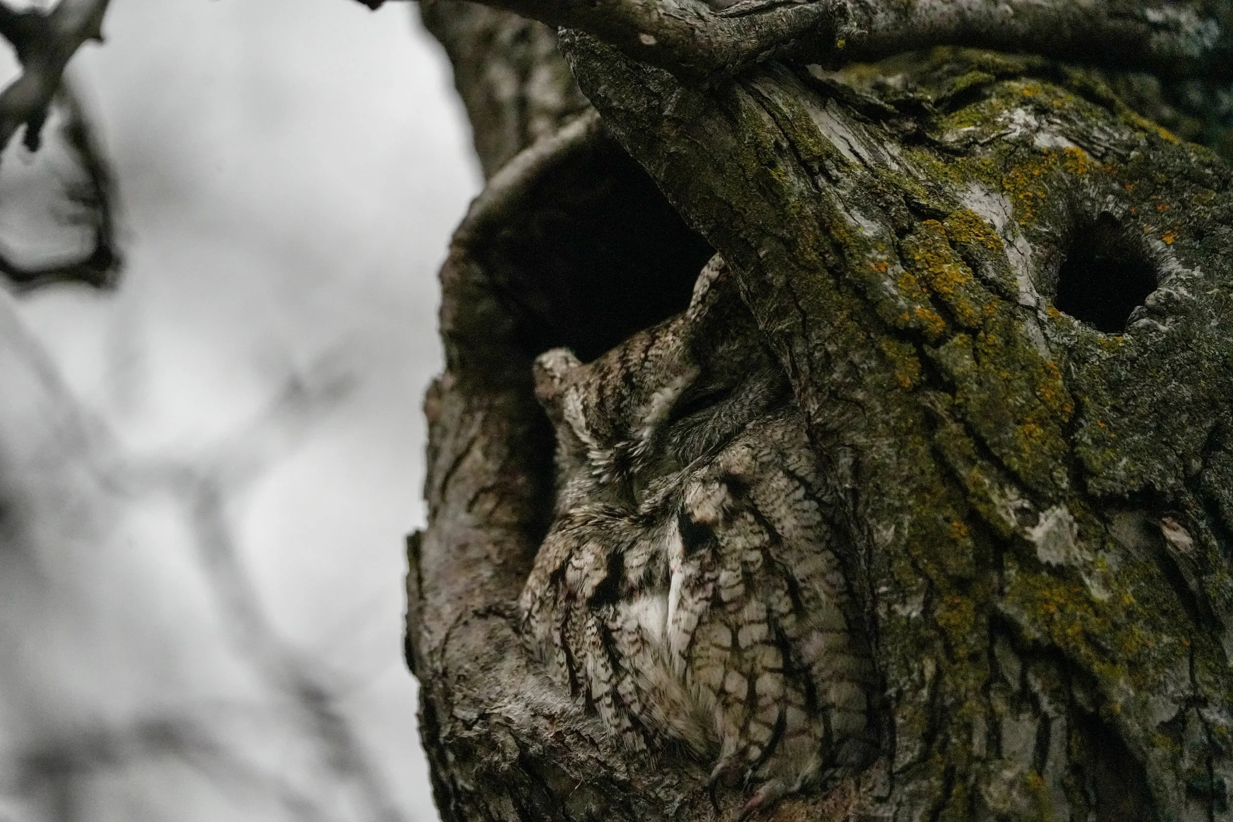 Close-up of an eastern screech owl perched in a tree cavity. It blends in well with the background.