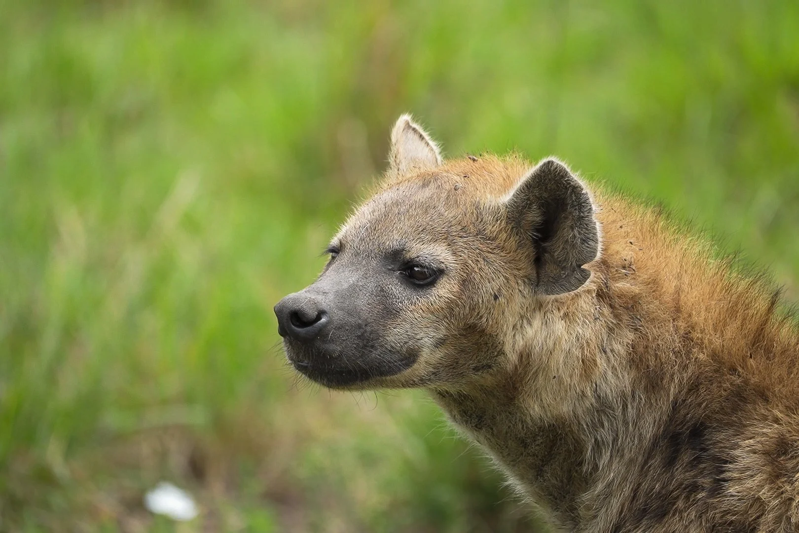 A close-up of a young hyena with a brown coat and dark eyes, standing in a grassy area.