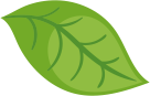 A single green leaf with visible veins.
