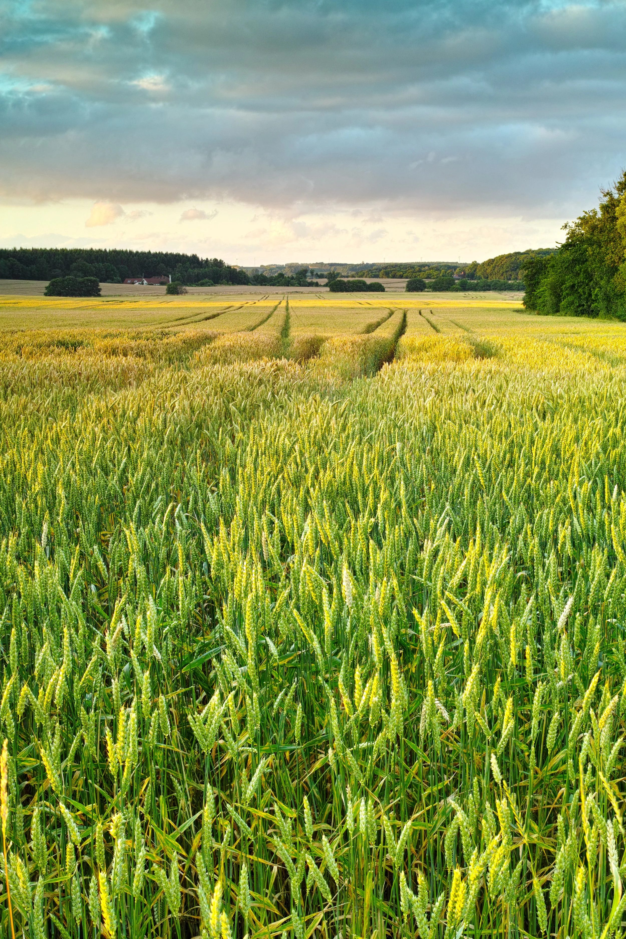 SCOTLAND Pilot Arable Systems with Intensive Nitrogen Management TRACER