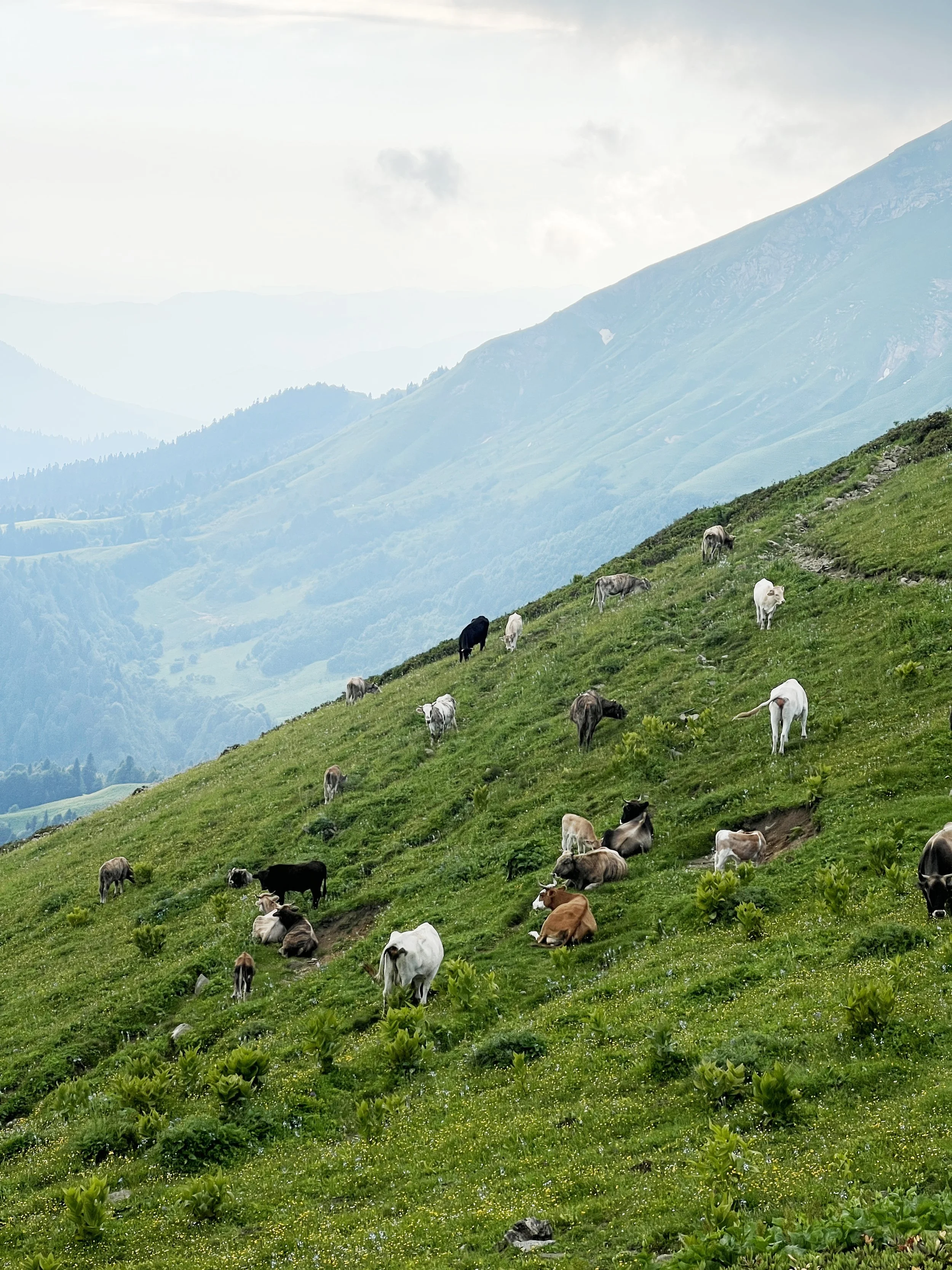 ITALY Pilot Mountian Dairy Systems TRACER