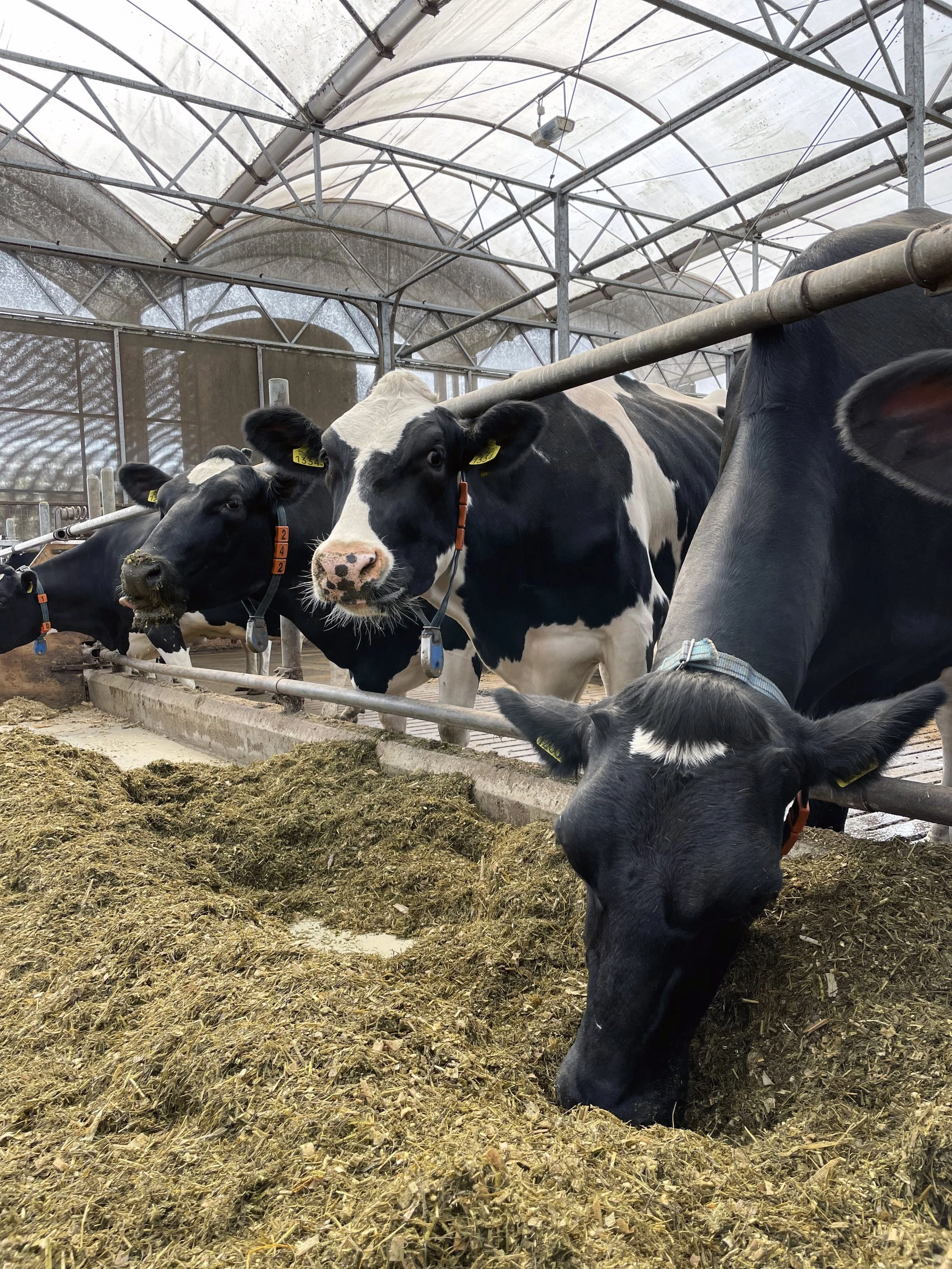 GERMAN Pilot Dairy Systems TRACER