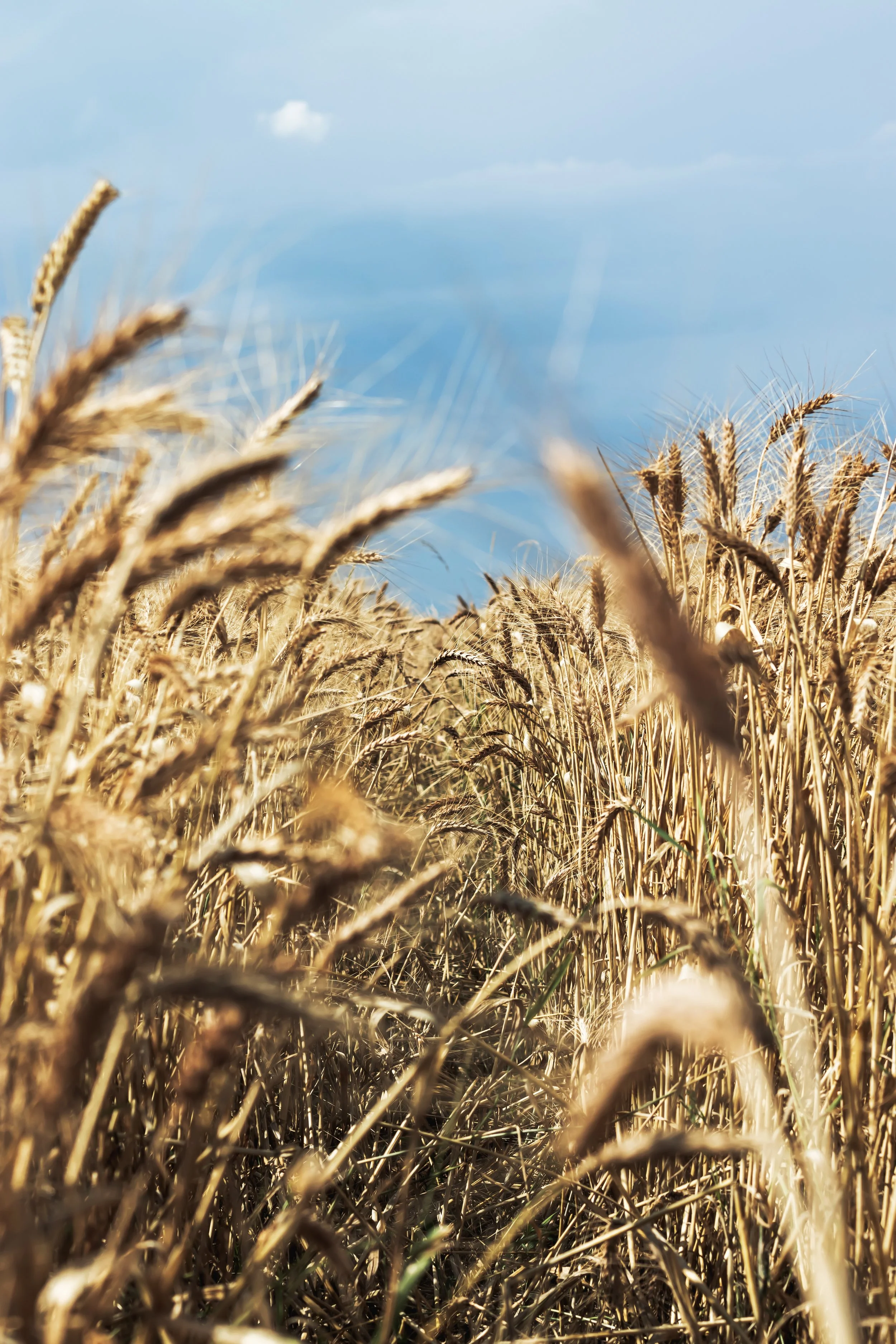 GREECE Pilot Agroecological Systems Cropping TRACER