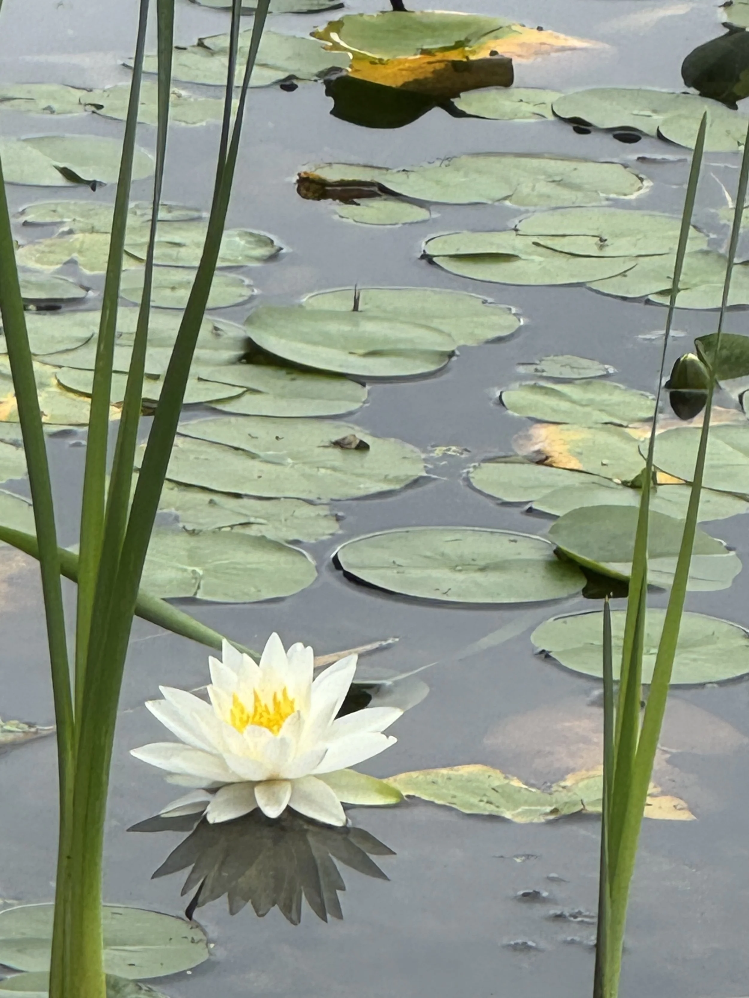 White water lily blooming among lily pads