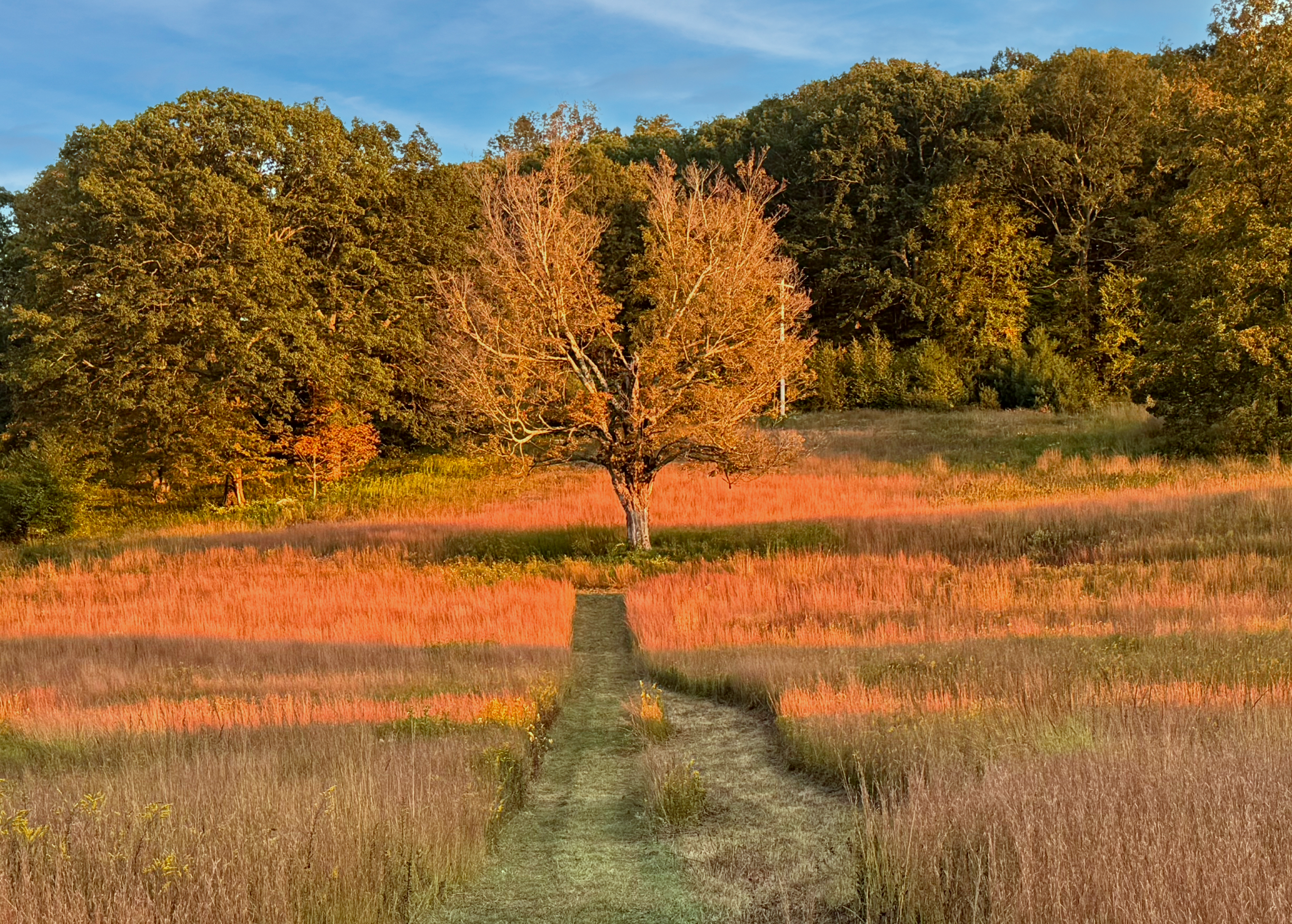 Mown grass path through an autumn meadow leading toward a golden tree