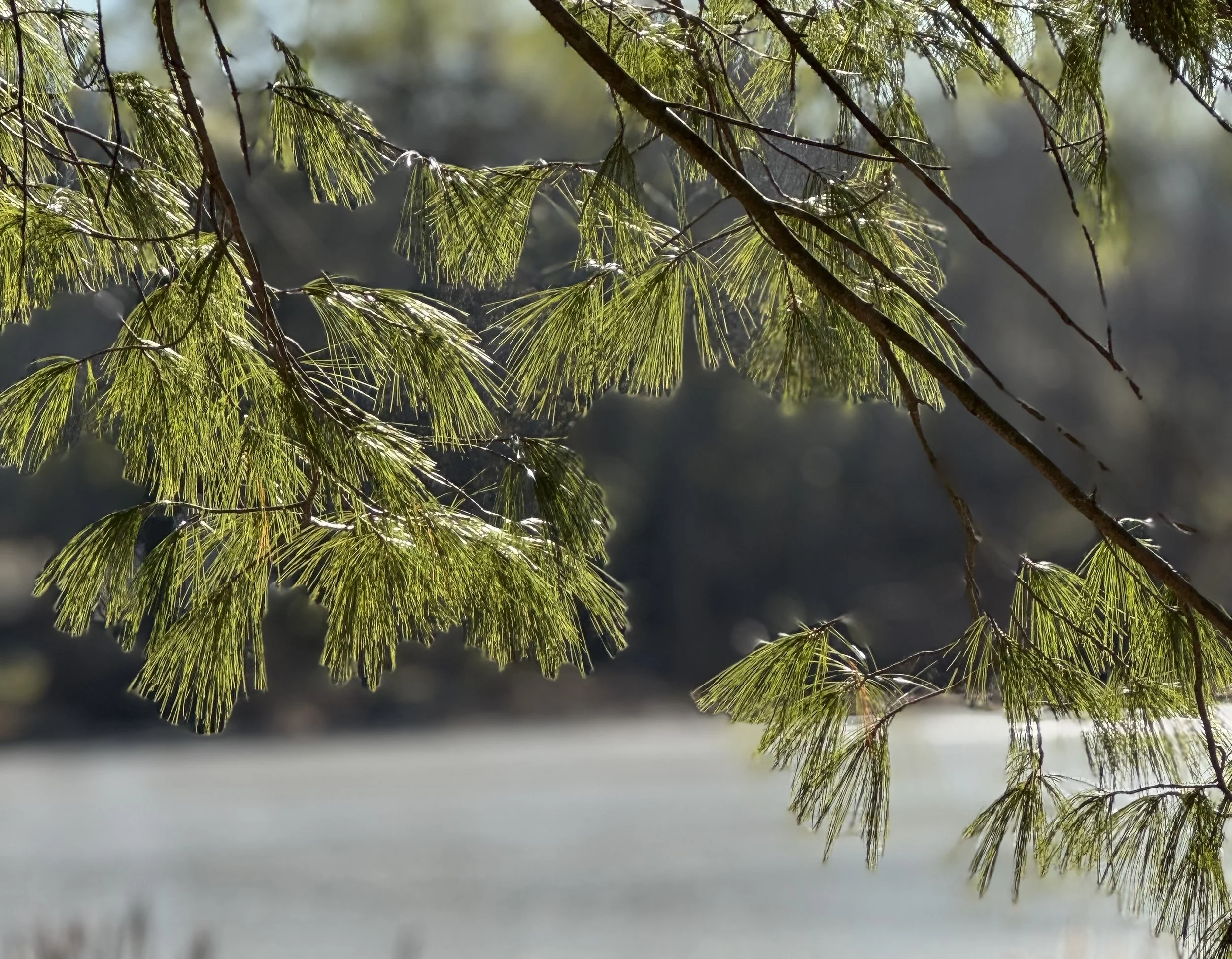 Pine branches hanging over a calm lake
