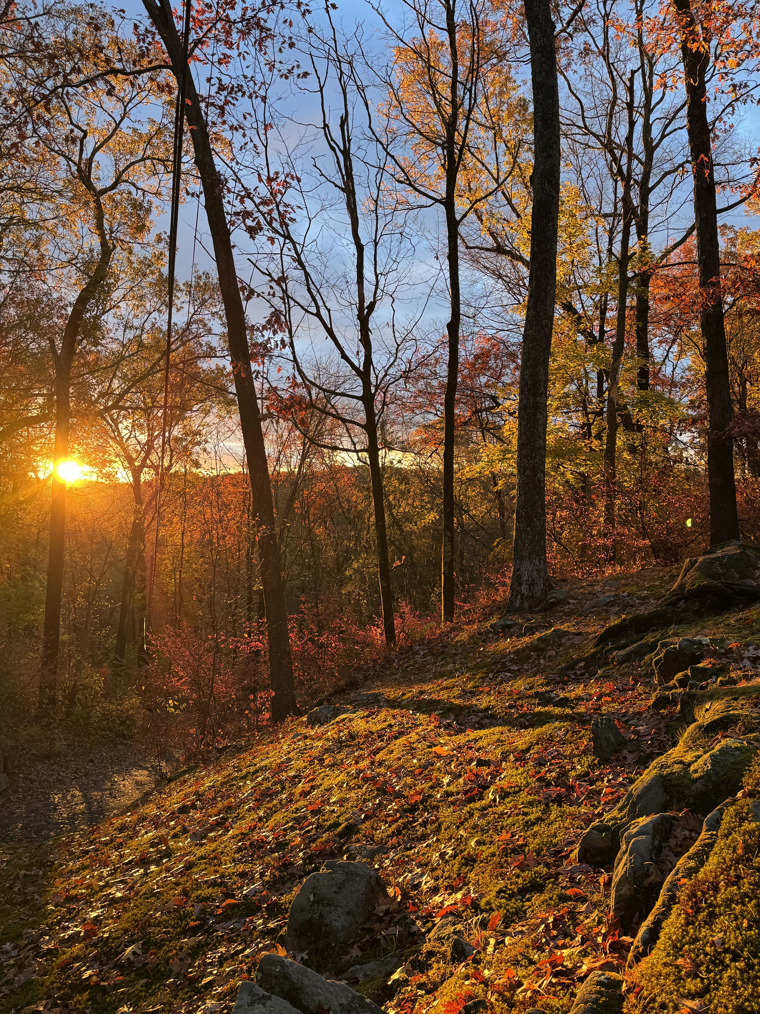 Low sun shining through an autumn forest on a mossy hillside