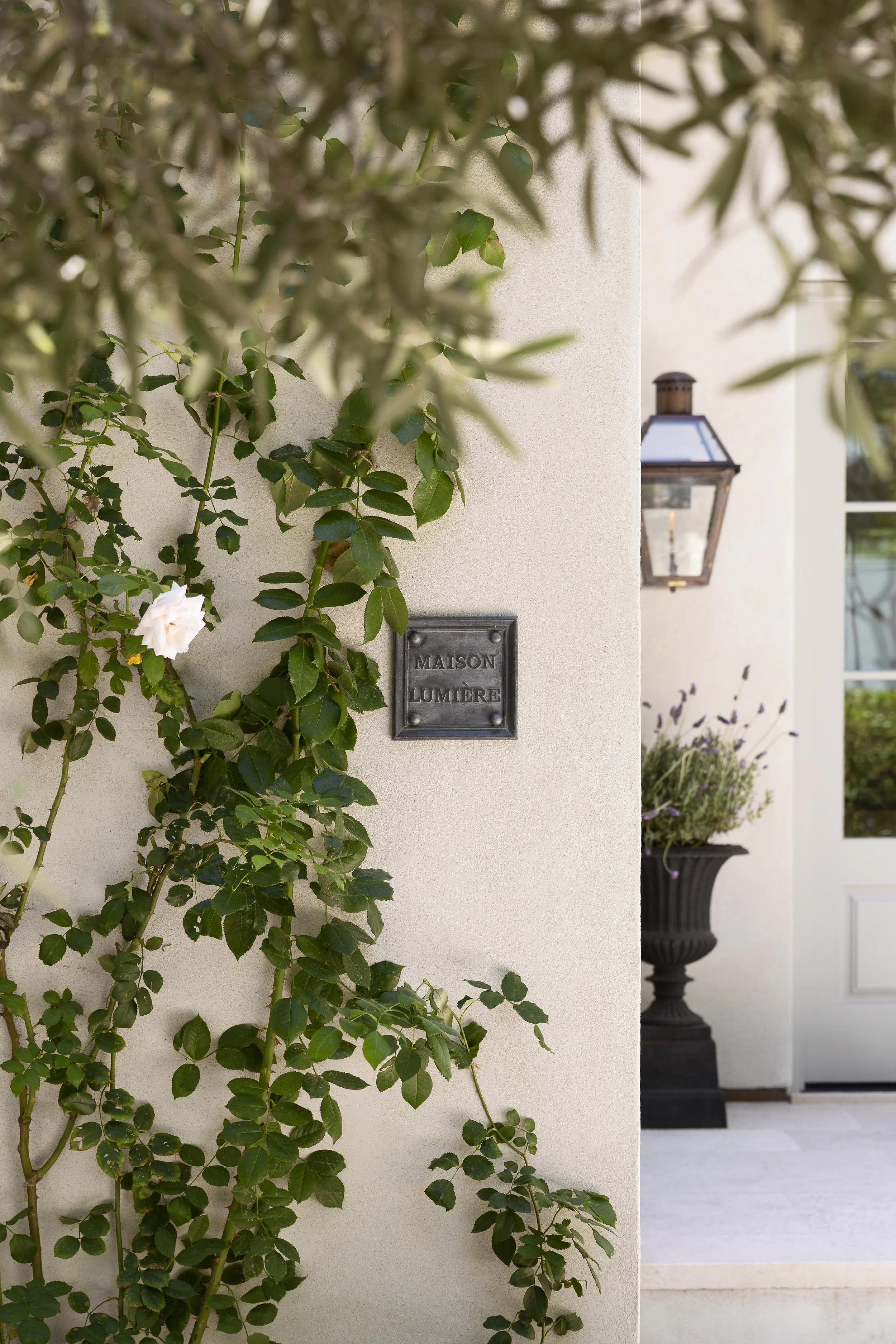 White roses climbing a white stucco wall beside a lantern and a stone urn
