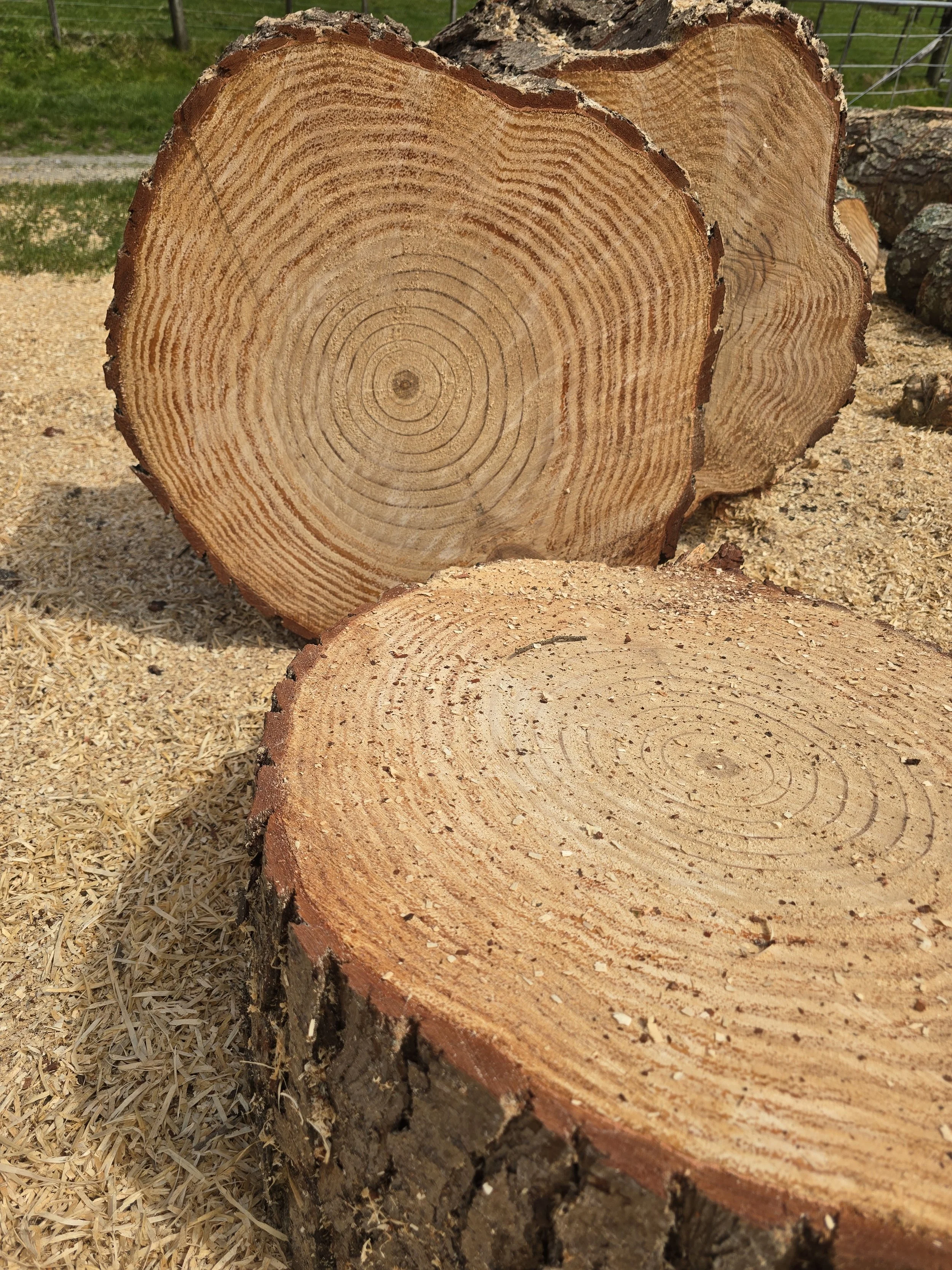 Close-up of cut logs showing tree rings, with wood shavings and bark, outdoors with grass and fencing in the background.