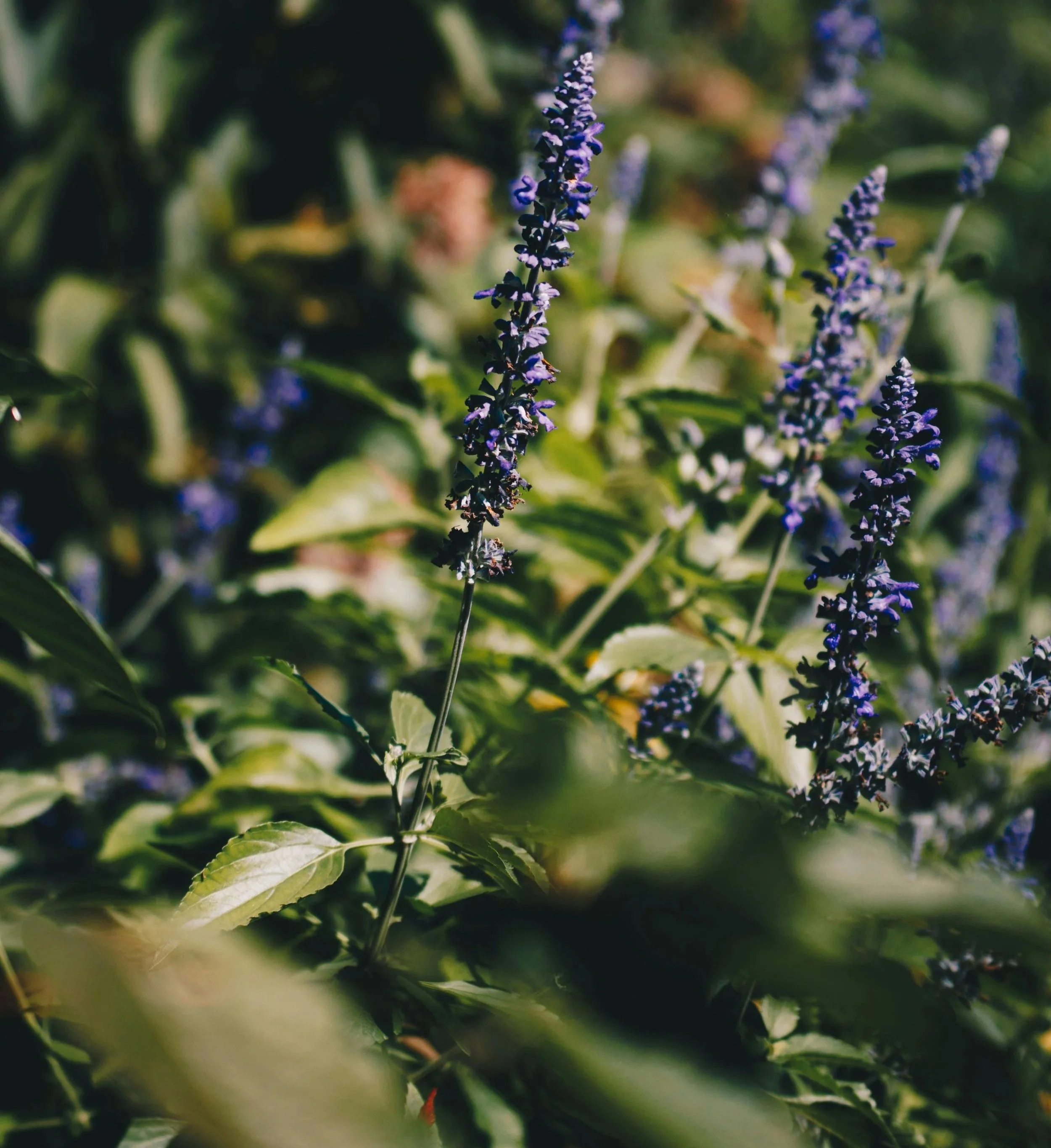 kevin-wright-jABpWvbPkHI-unsplash+%283%29.jpg