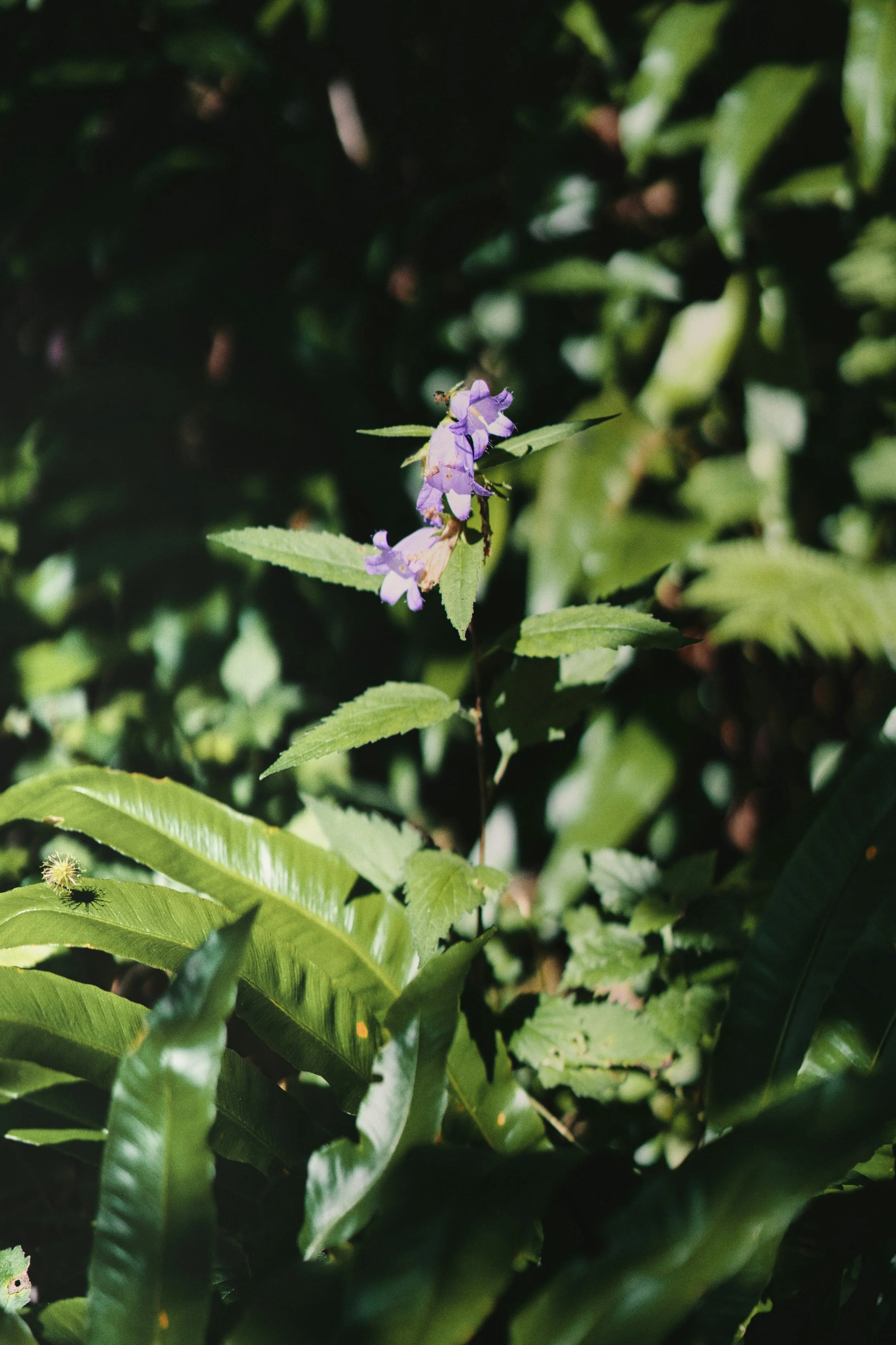 rushi-patel-E0LldosQAHE-unsplash copy.jpg