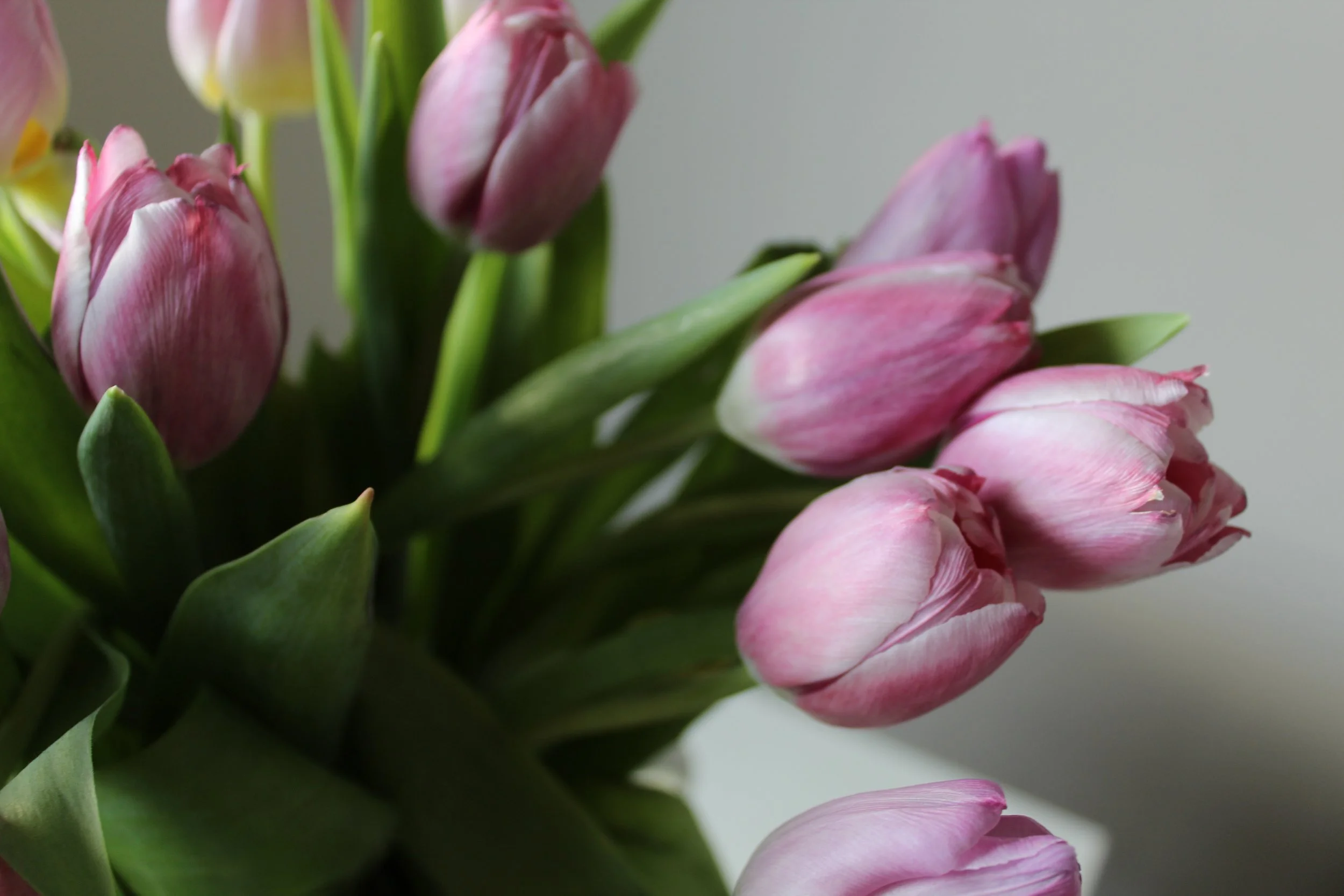Close-up of a bouquet of pink and white tulips with green leaves against a plain background.