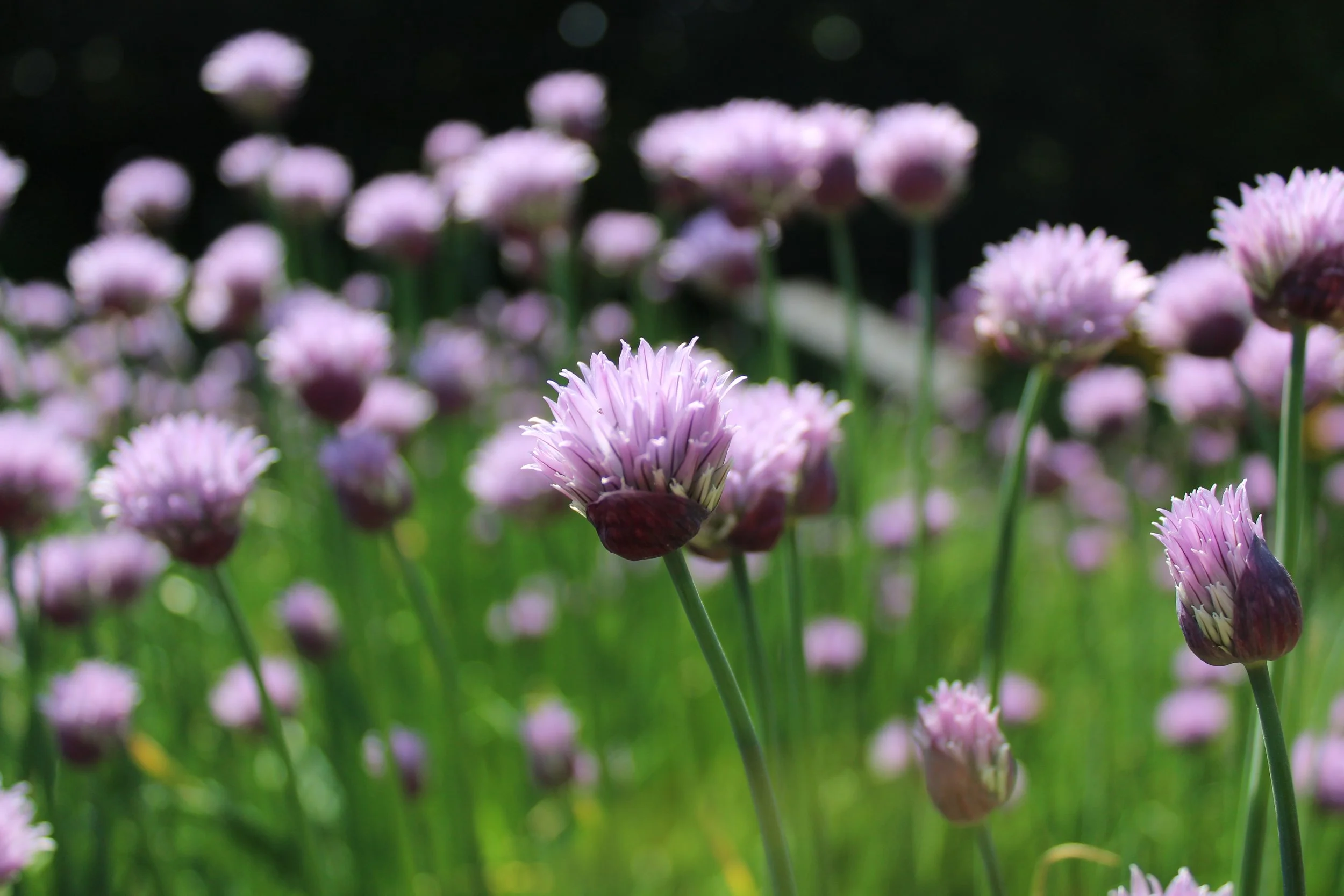 Close-up of pink and purple globe-shaped flowers on green stems in a garden setting with dark background.