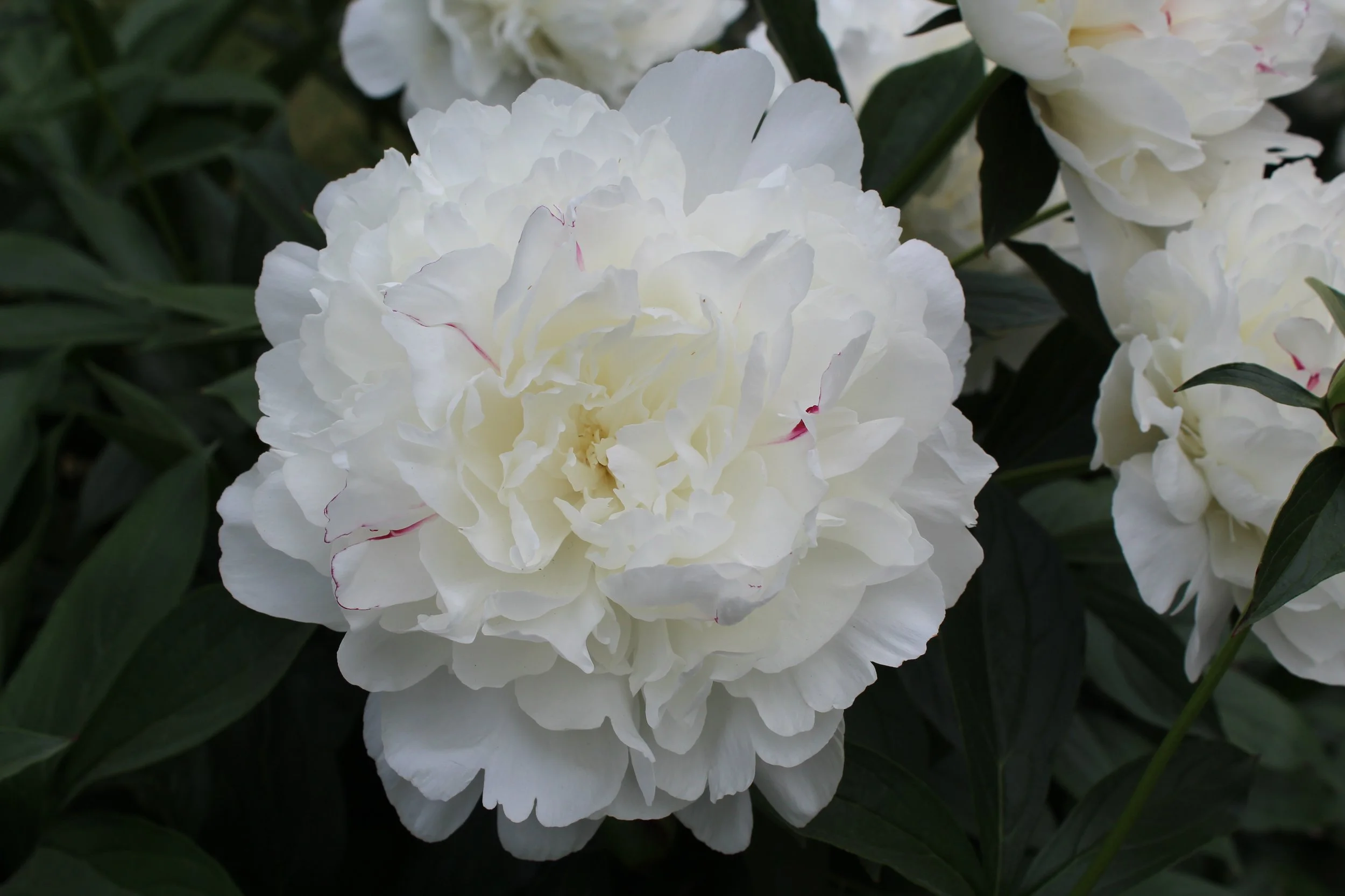 Close-up of a large white peony flower in full bloom with dark green leaves in the background.