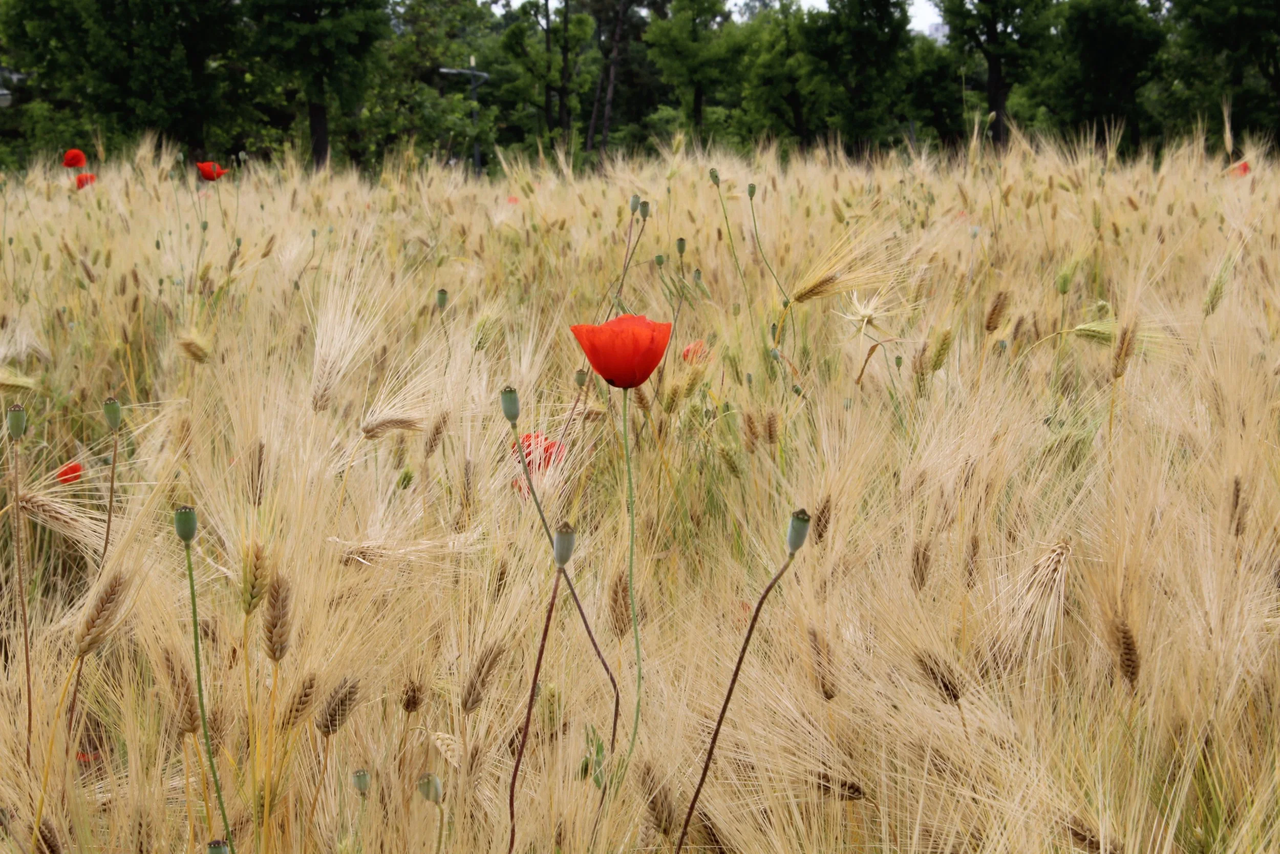 A field of golden wheat with scattered red poppies, with green trees and a few structures in the background under an overcast sky.