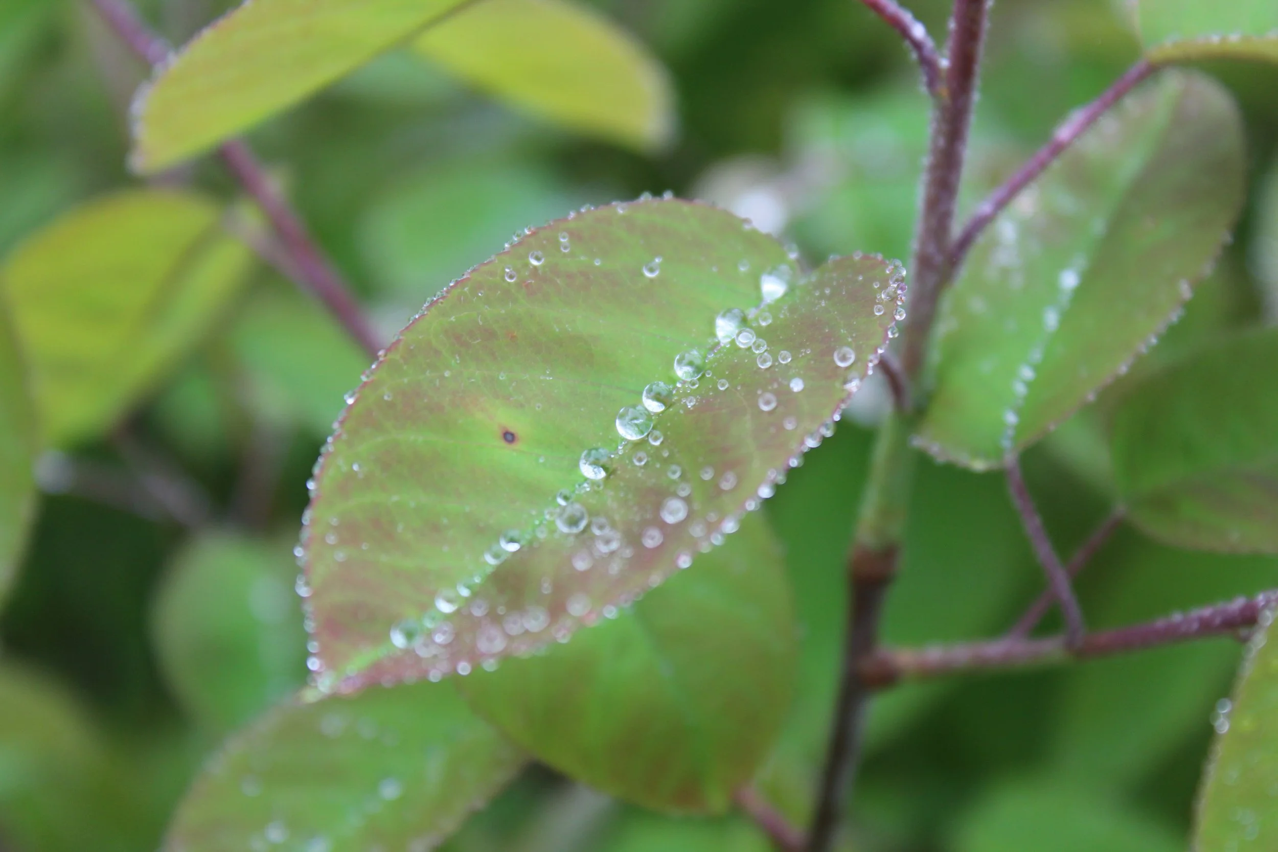Close-up of green leaves with purple stems, covered in dew drops.