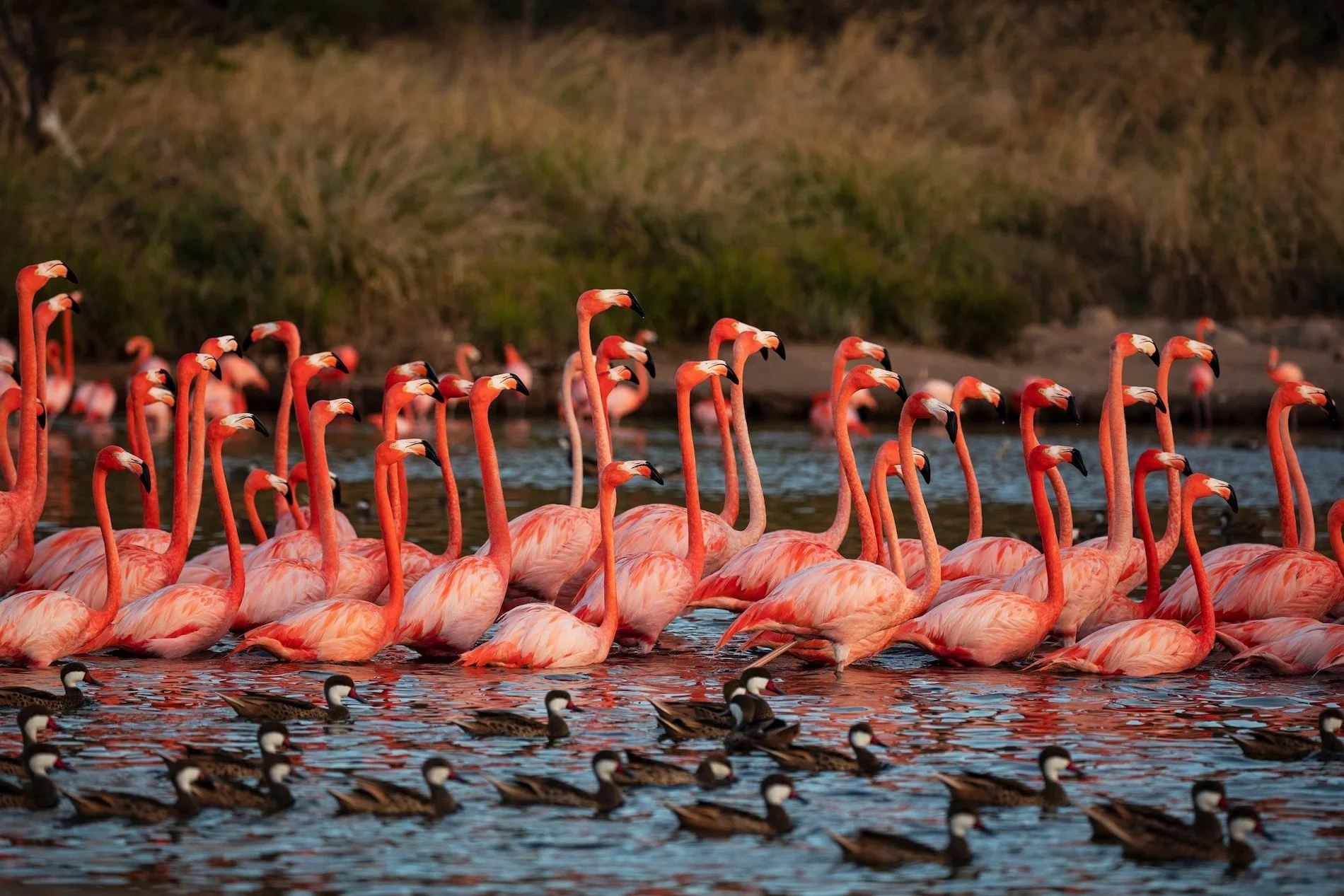 Necker+Island+-+Flamingos+(5).JPG.webp