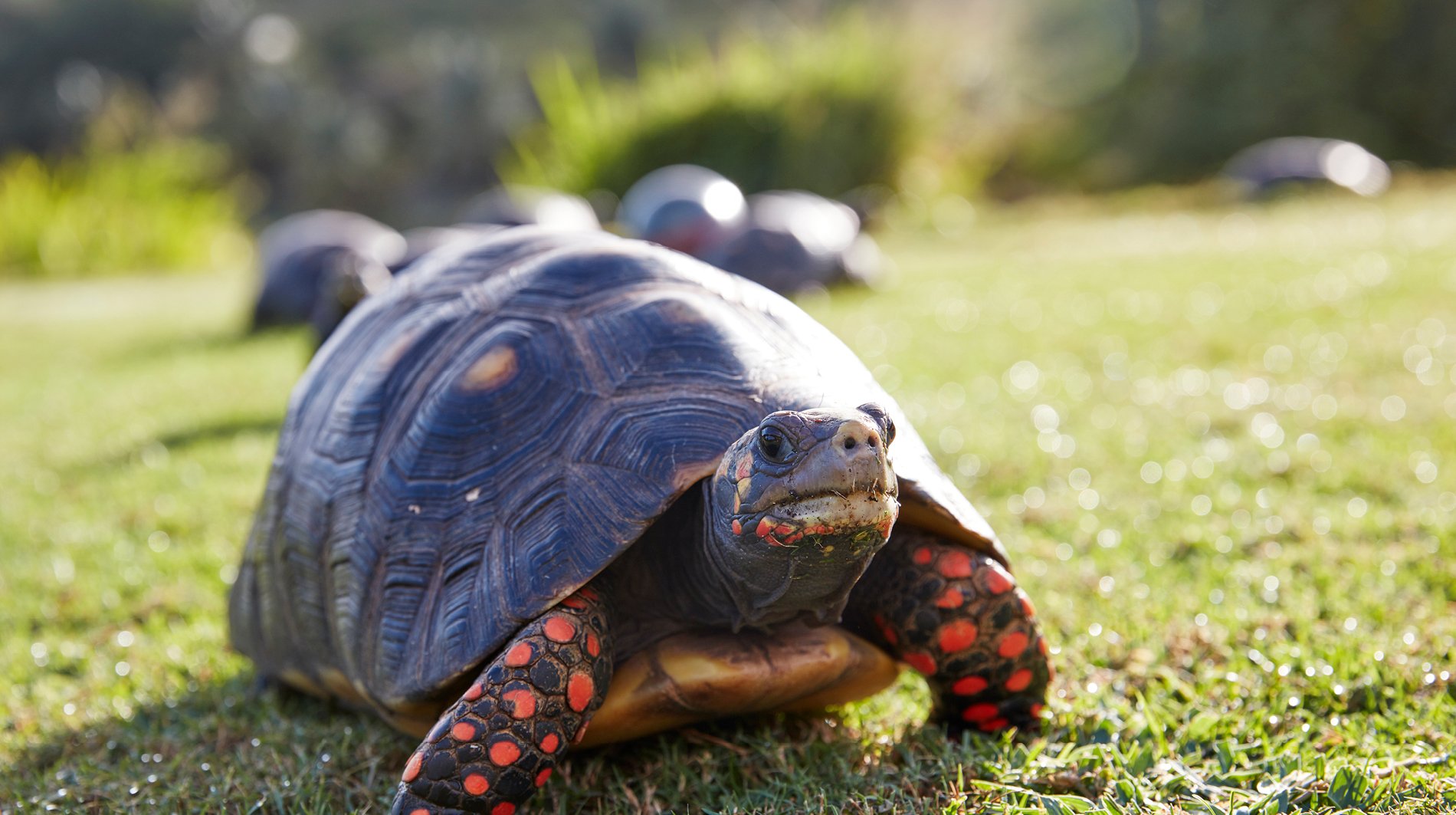 mandarin-oriental-canouan-turtle-island.jpg
