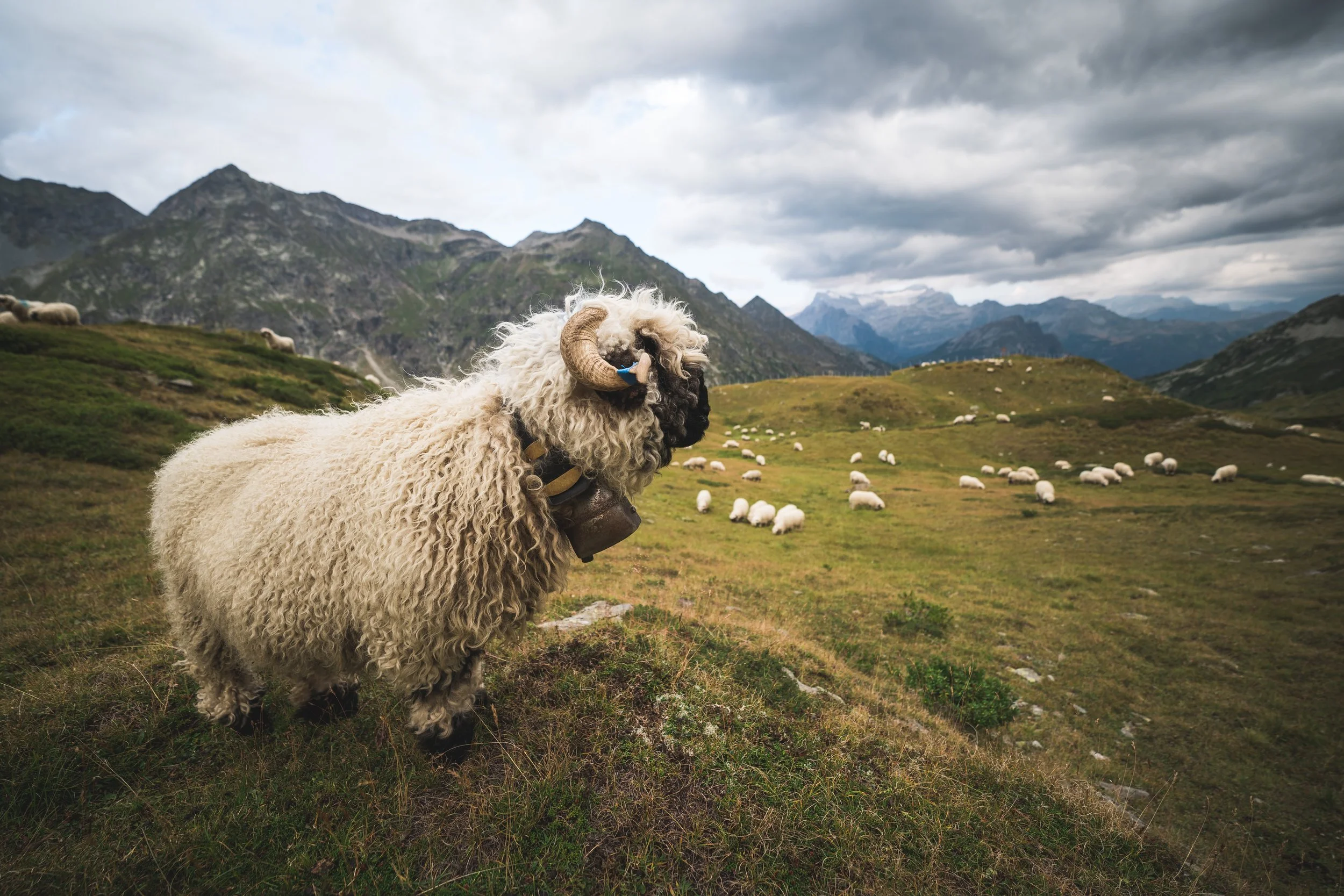 37-valais-blacknose-sheep-conservation-context.jpg