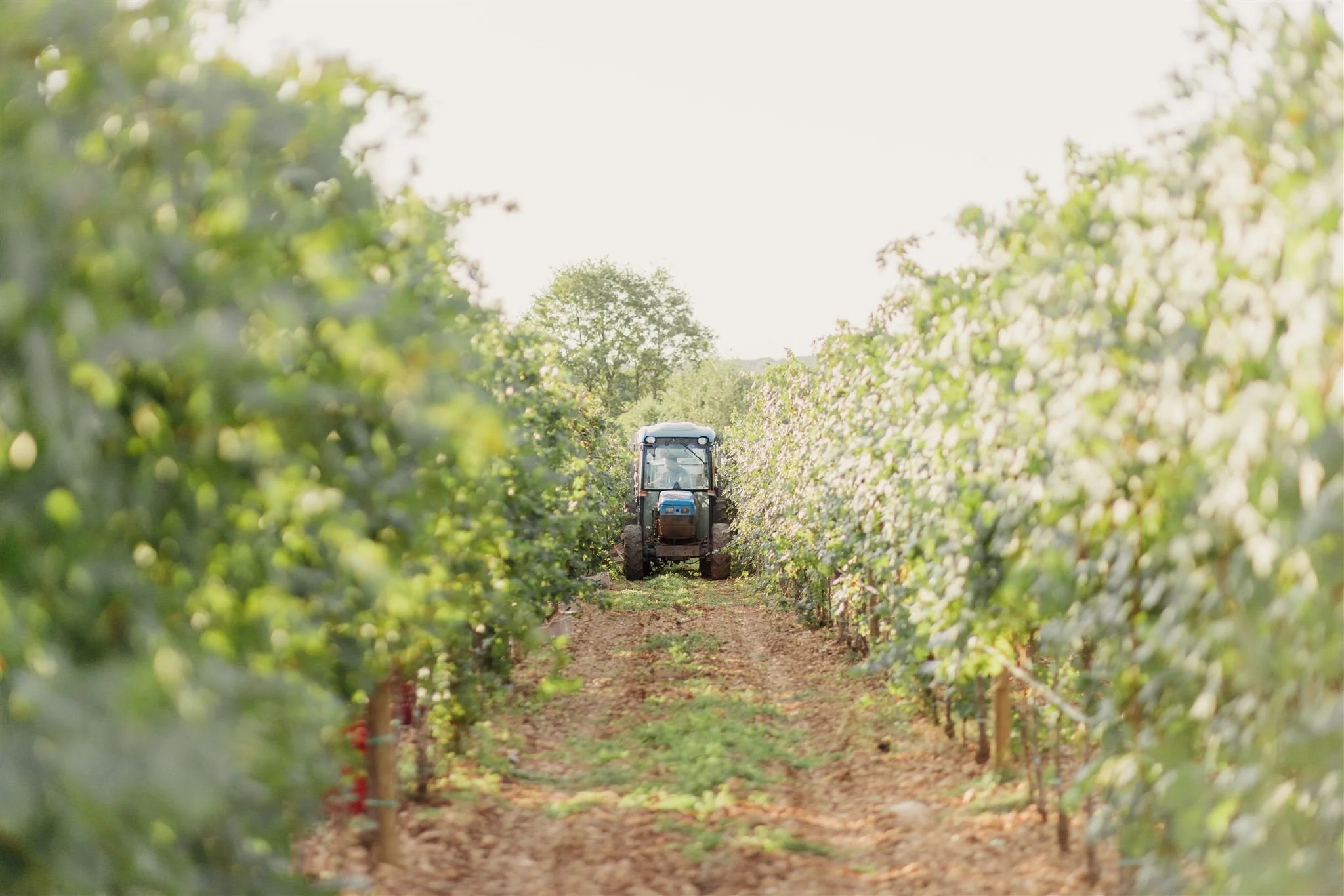 23-tractor-between-vineyard-rows-during-harvest-work.jpg