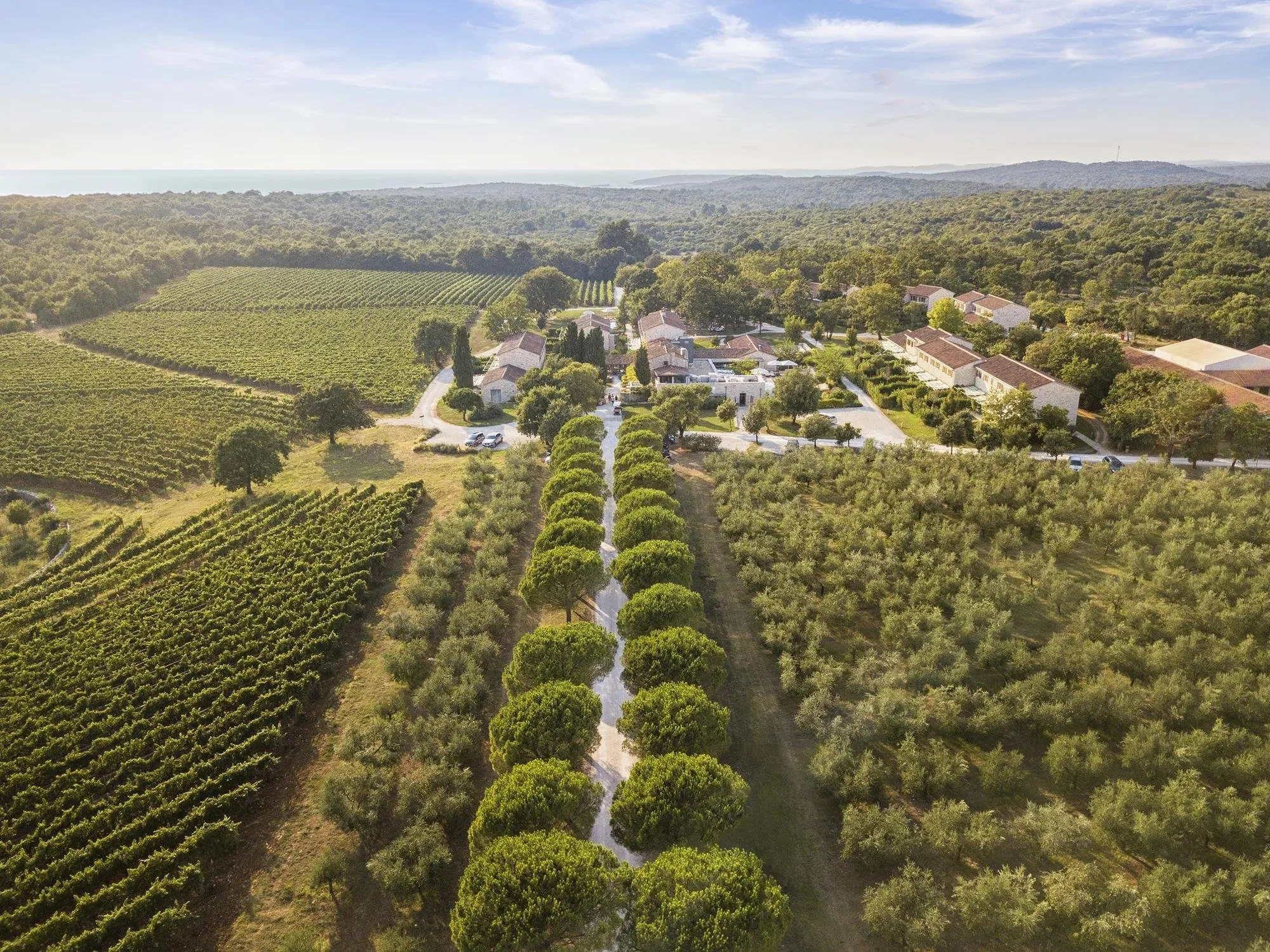 01-meneghetti-estate-vineyards-and-olive-groves-from-above.jpg